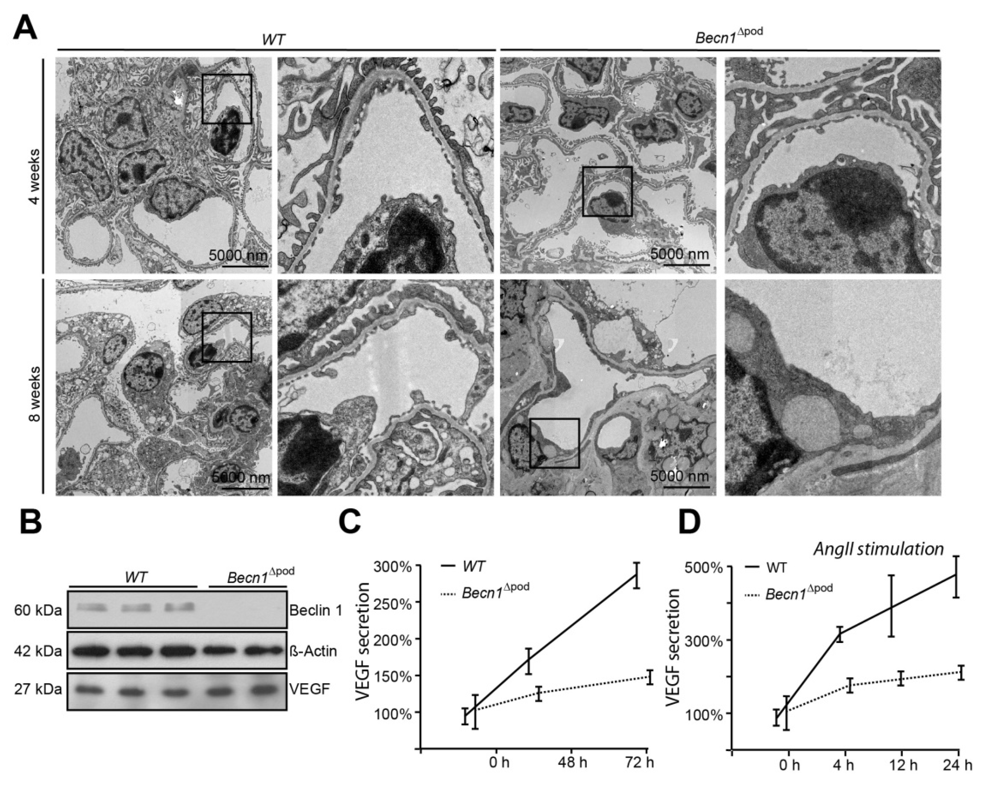 Ijms 23 03825 g007a Ijms 23 03825 g007a