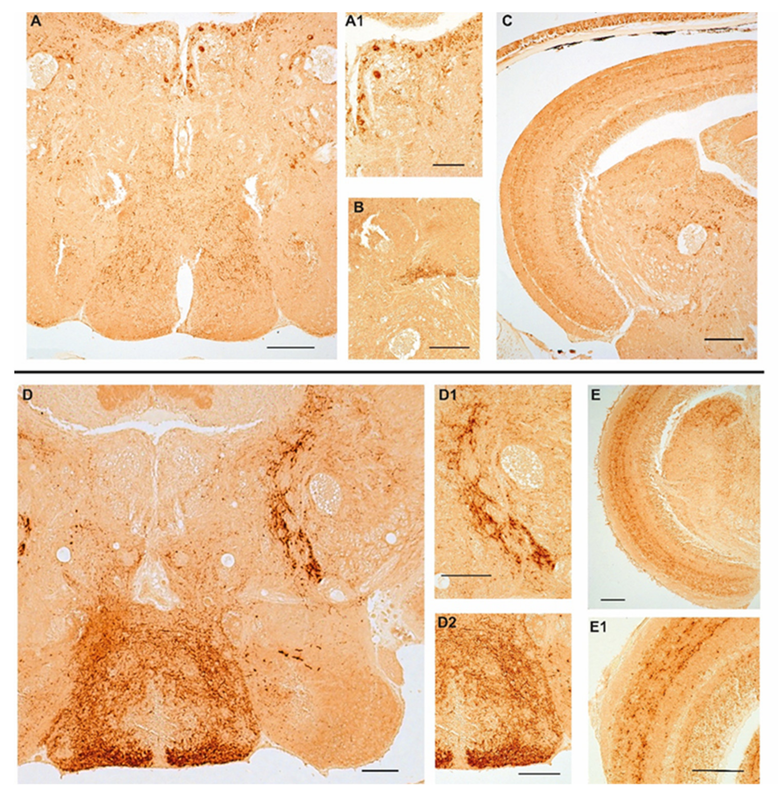 Ijms 23 03839 g002 Ijms 23 03839 g002