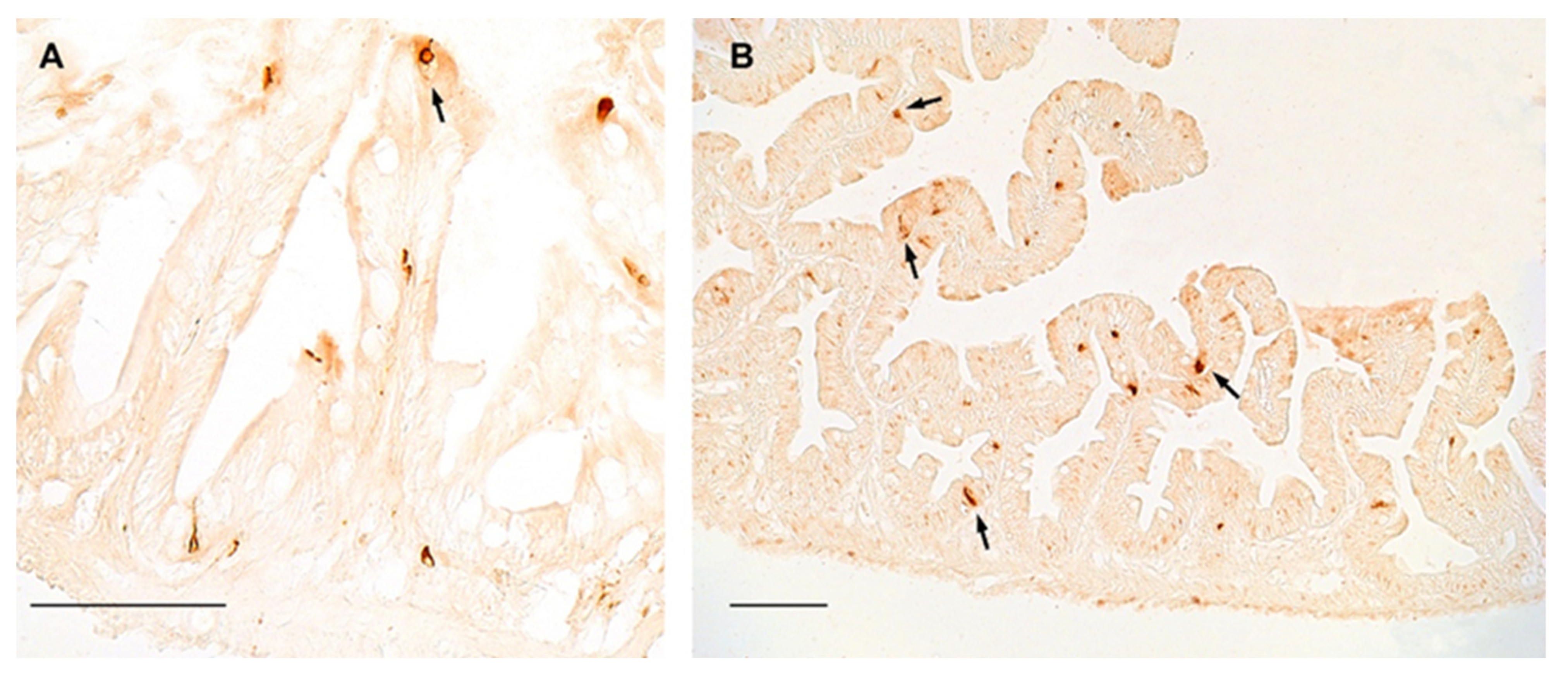 Ijms 23 03839 g003 Ijms 23 03839 g003