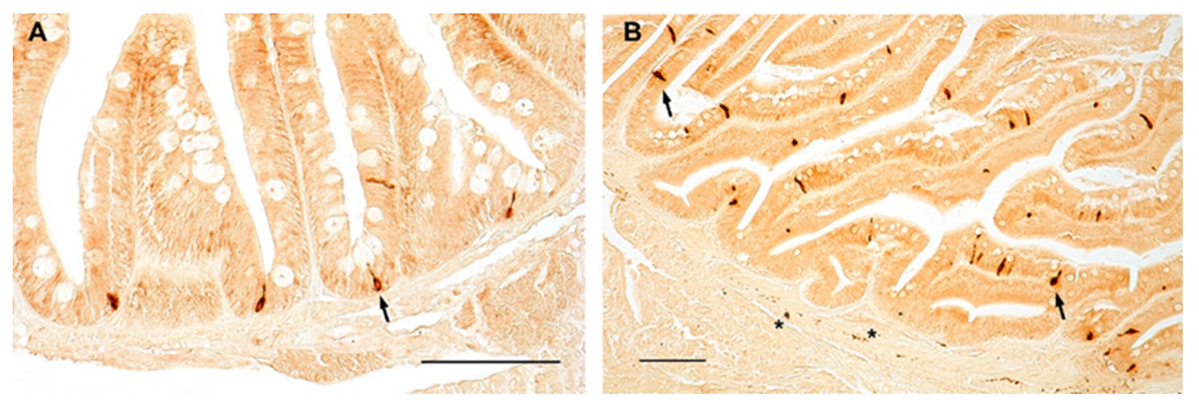 Ijms 23 03839 g004 Ijms 23 03839 g004