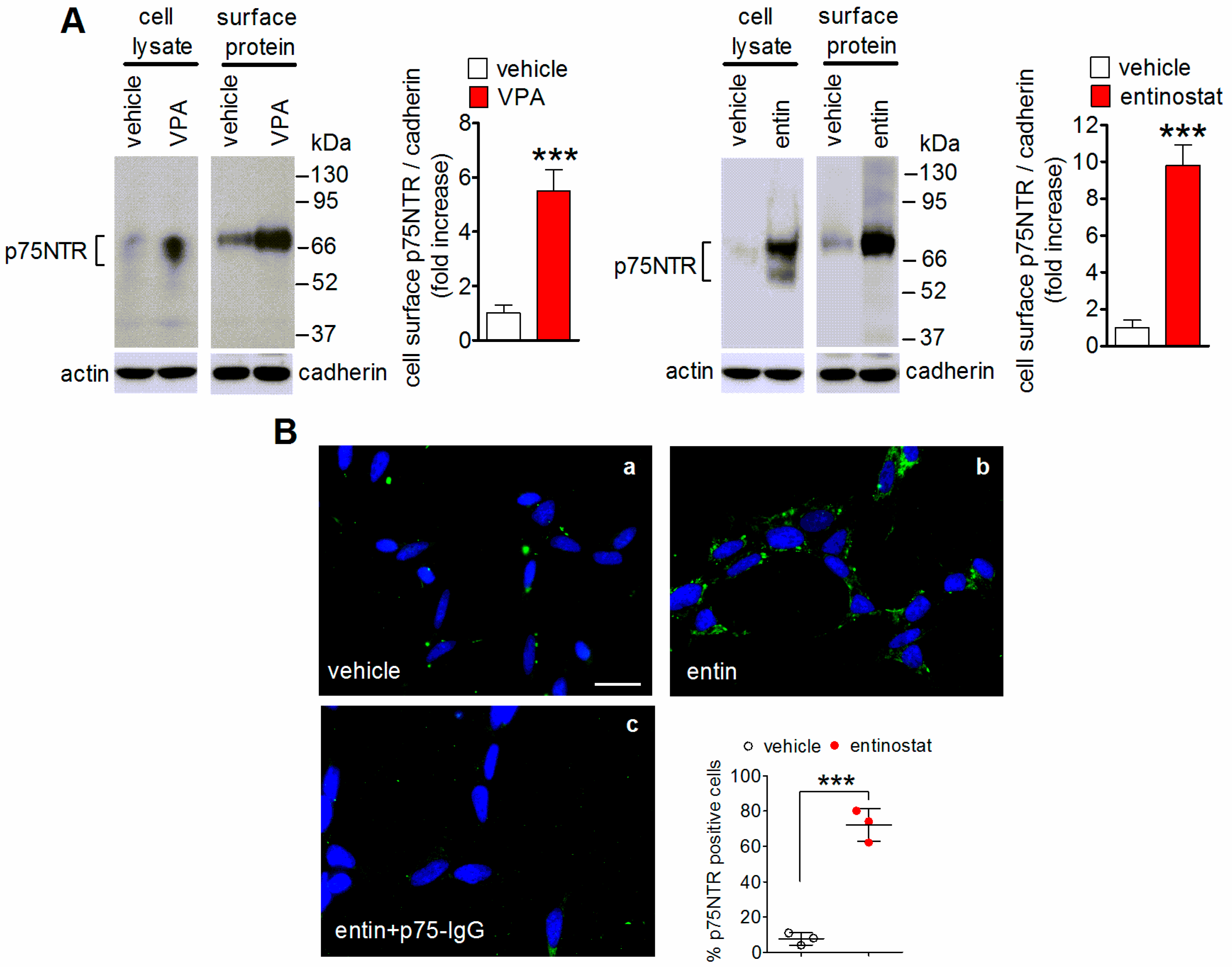 Ijms 23 03849 g002 Ijms 23 03849 g002
