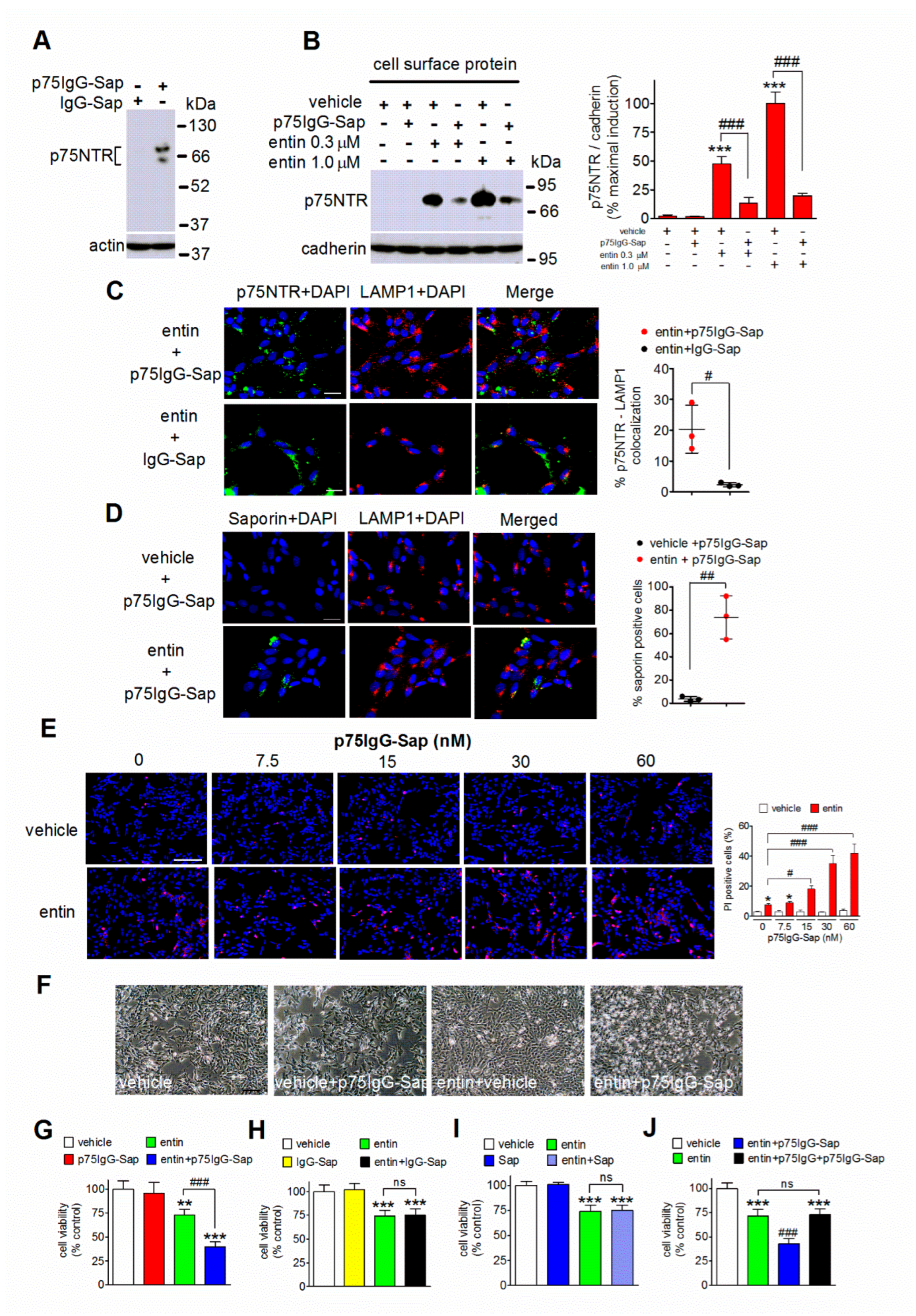 Ijms 23 03849 g003 Ijms 23 03849 g003