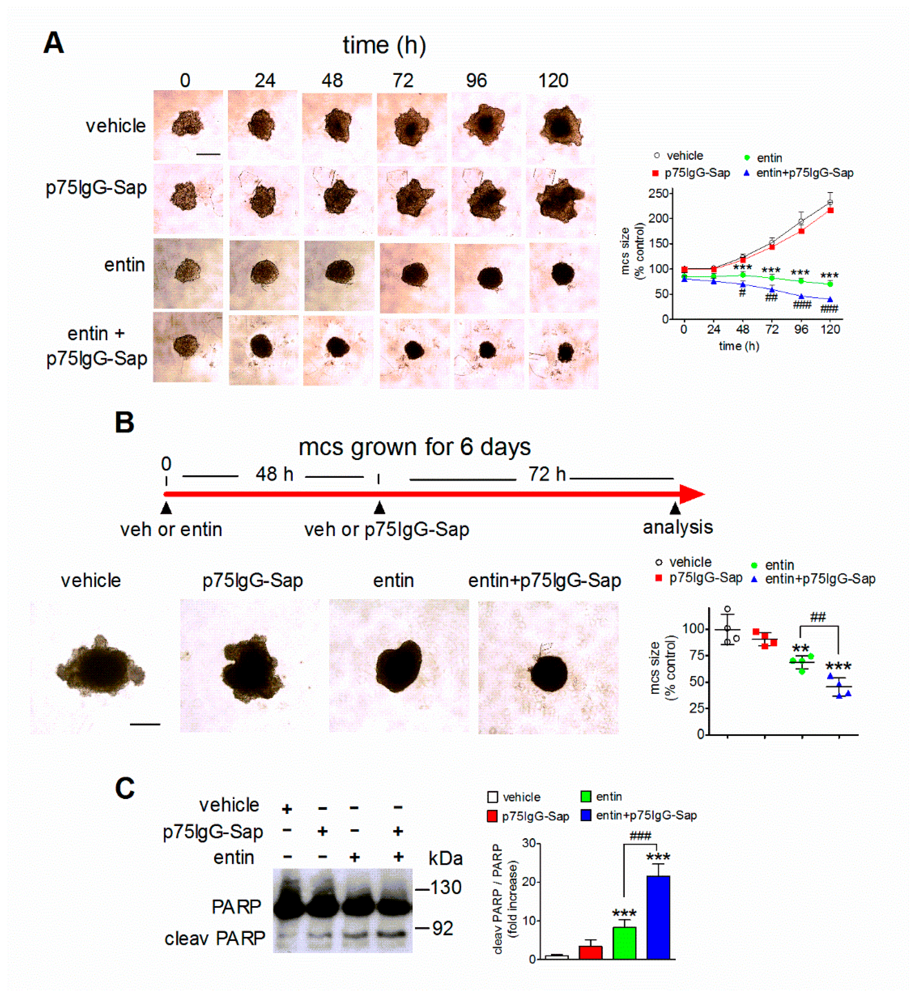 Ijms 23 03849 g006 Ijms 23 03849 g006