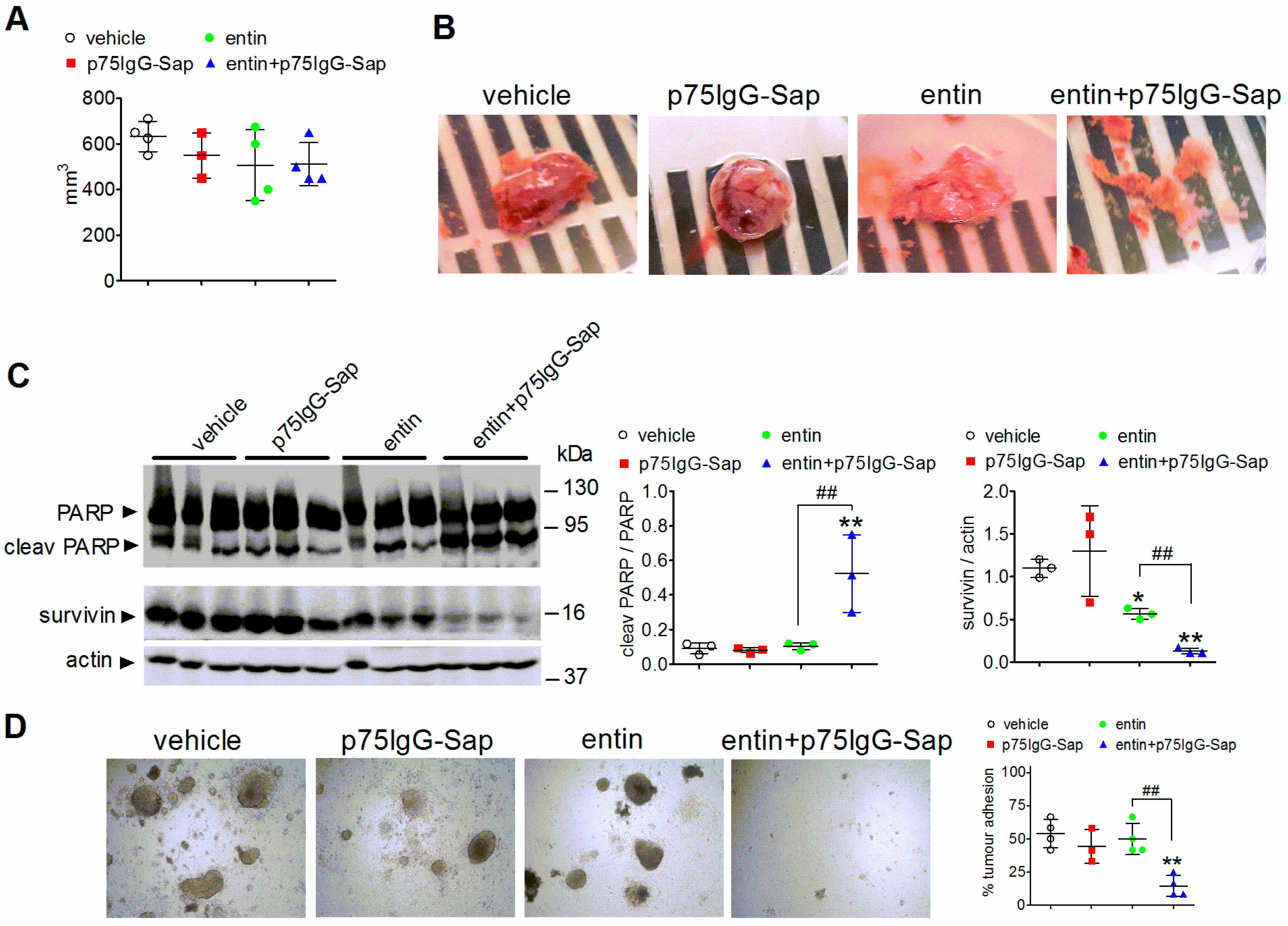 Ijms 23 03849 g008 Ijms 23 03849 g008