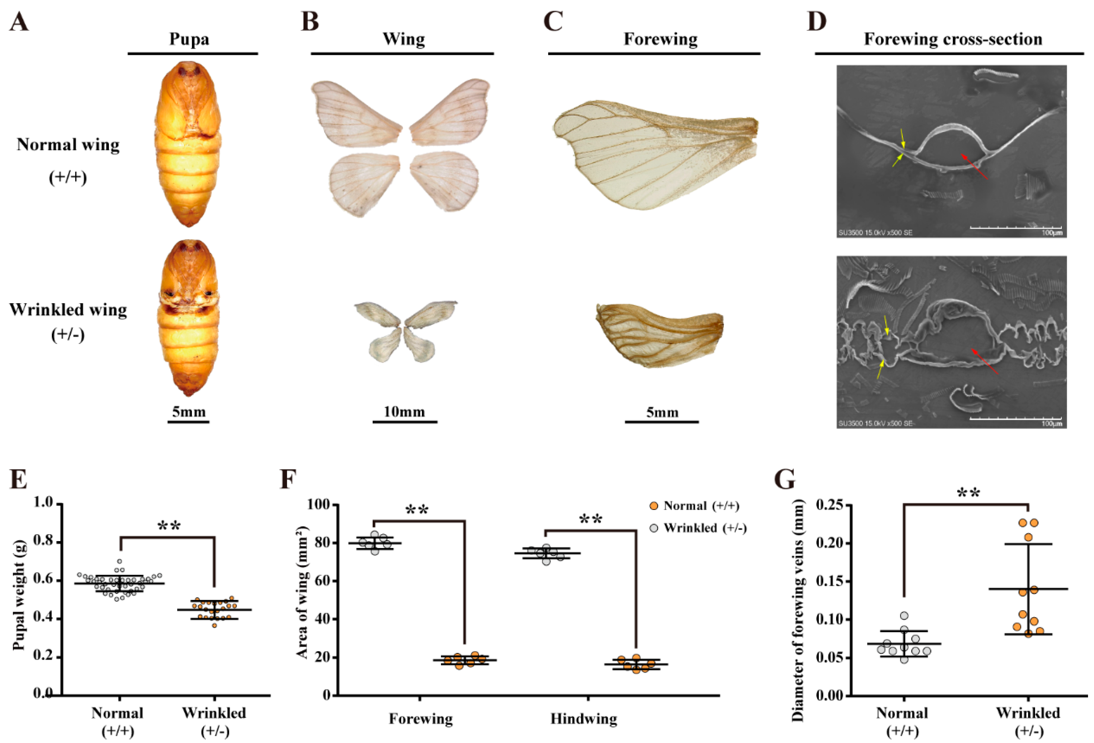 Ijms 23 03850 g003 Ijms 23 03850 g003