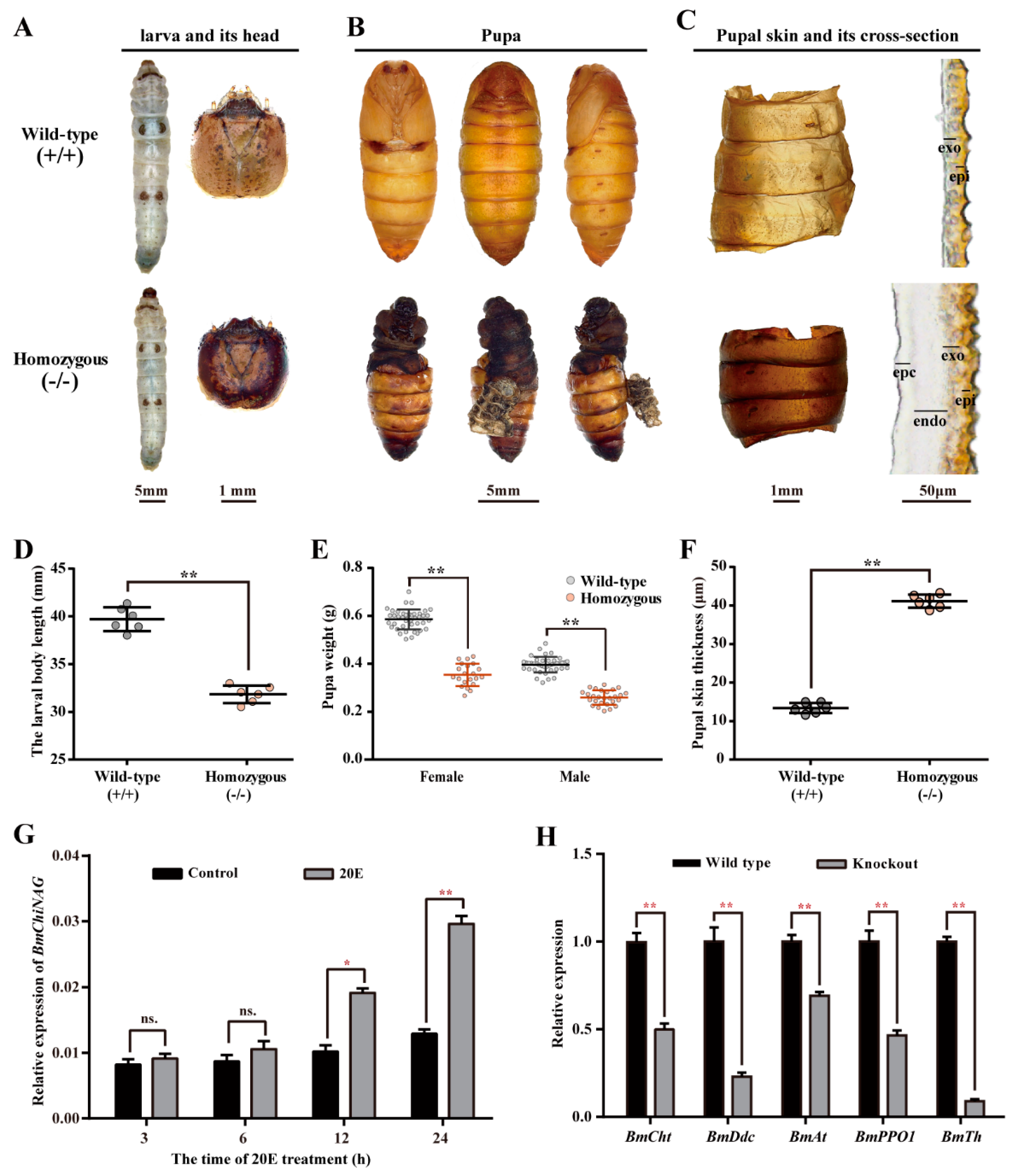 Ijms 23 03850 g004 Ijms 23 03850 g004