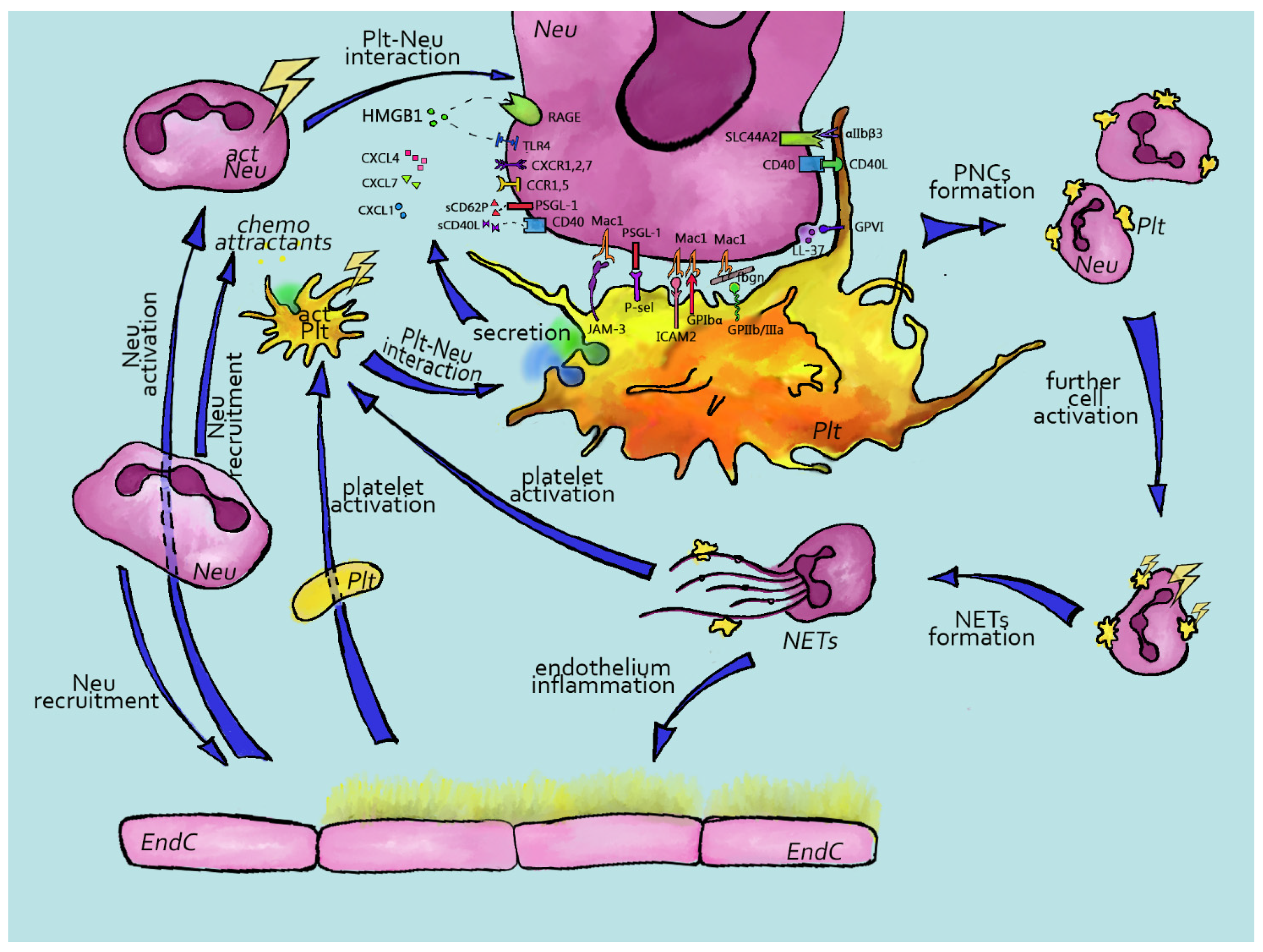 Ijms 23 03868 g001 Ijms 23 03868 g001