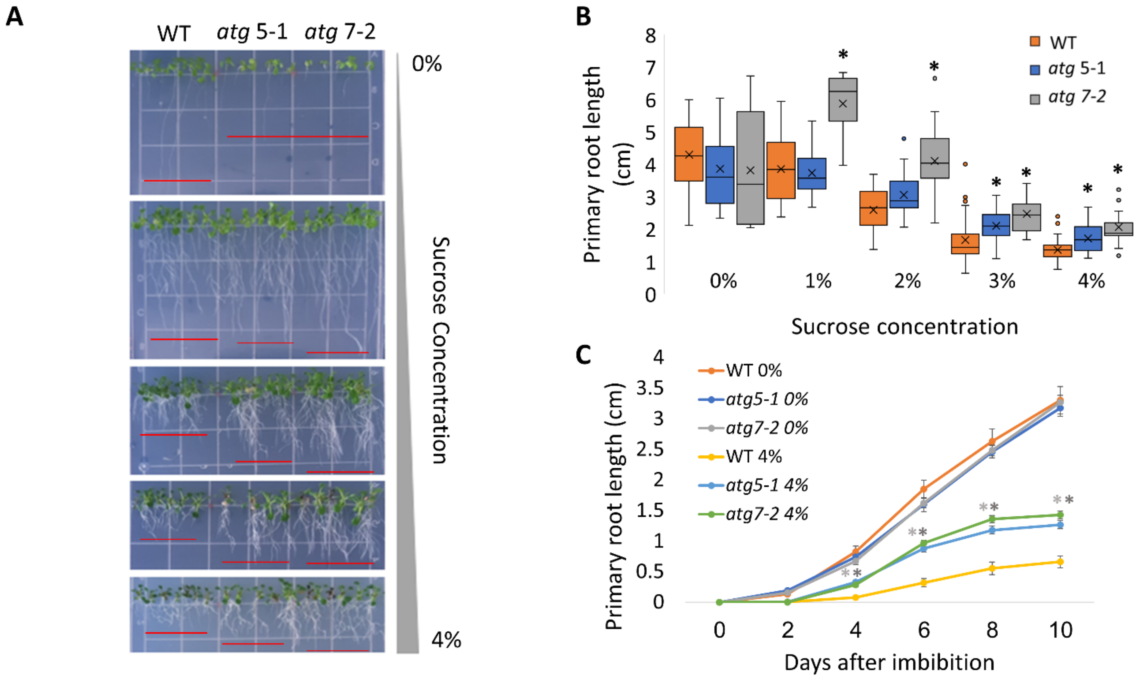 Ijms 23 03891 g001 Ijms 23 03891 g001