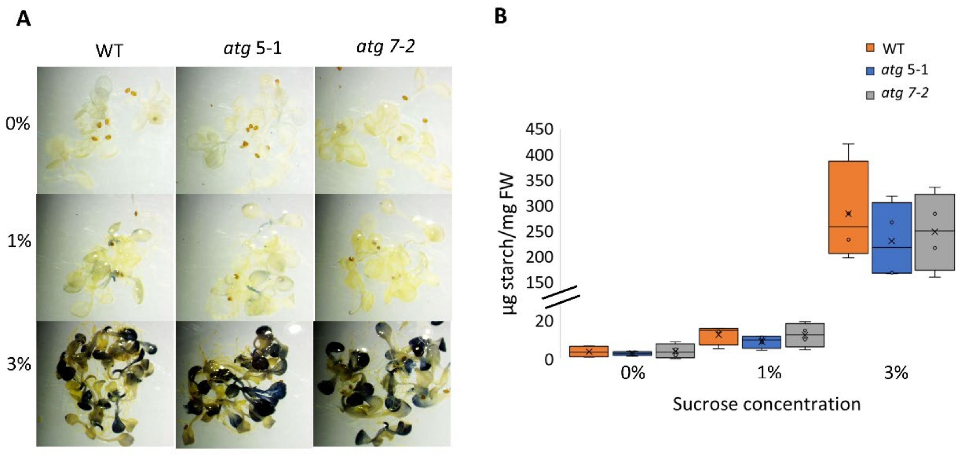 Ijms 23 03891 g004 Ijms 23 03891 g004