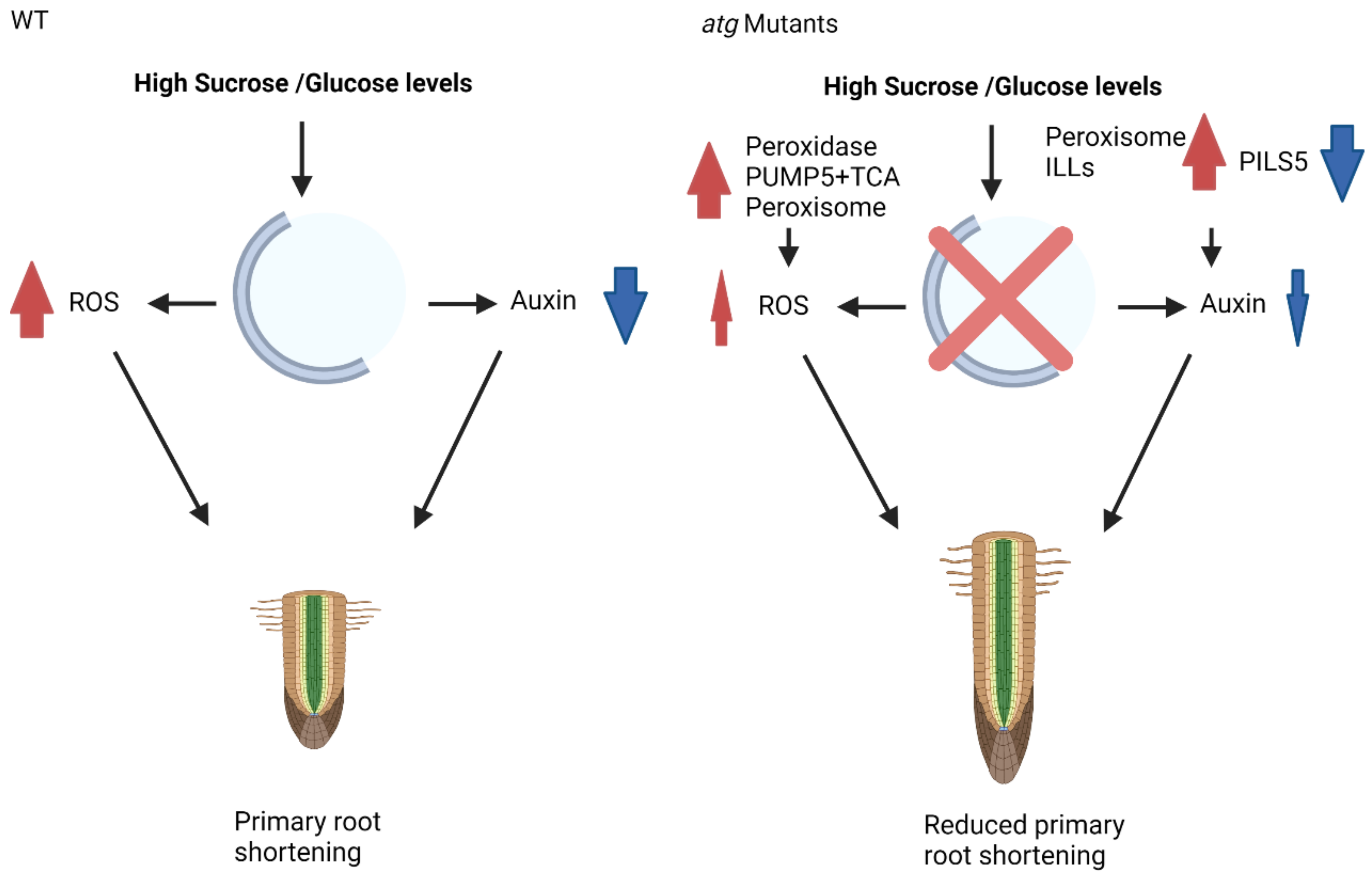 Ijms 23 03891 g009 Ijms 23 03891 g009