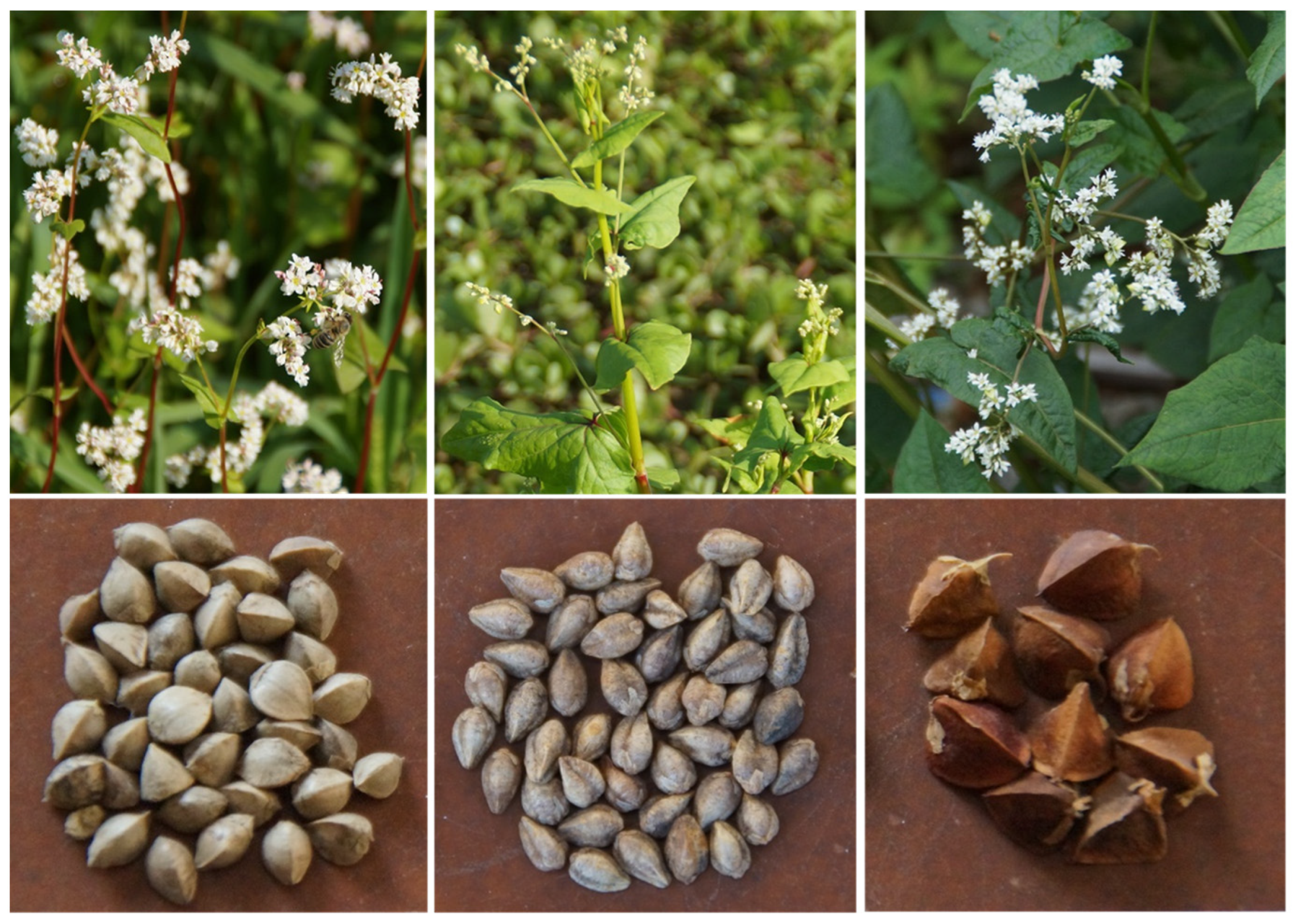 Ijms 23 03923 g001 Ijms 23 03923 g001