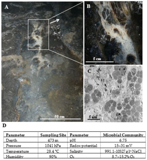 Ijms 23 03947 g001 550