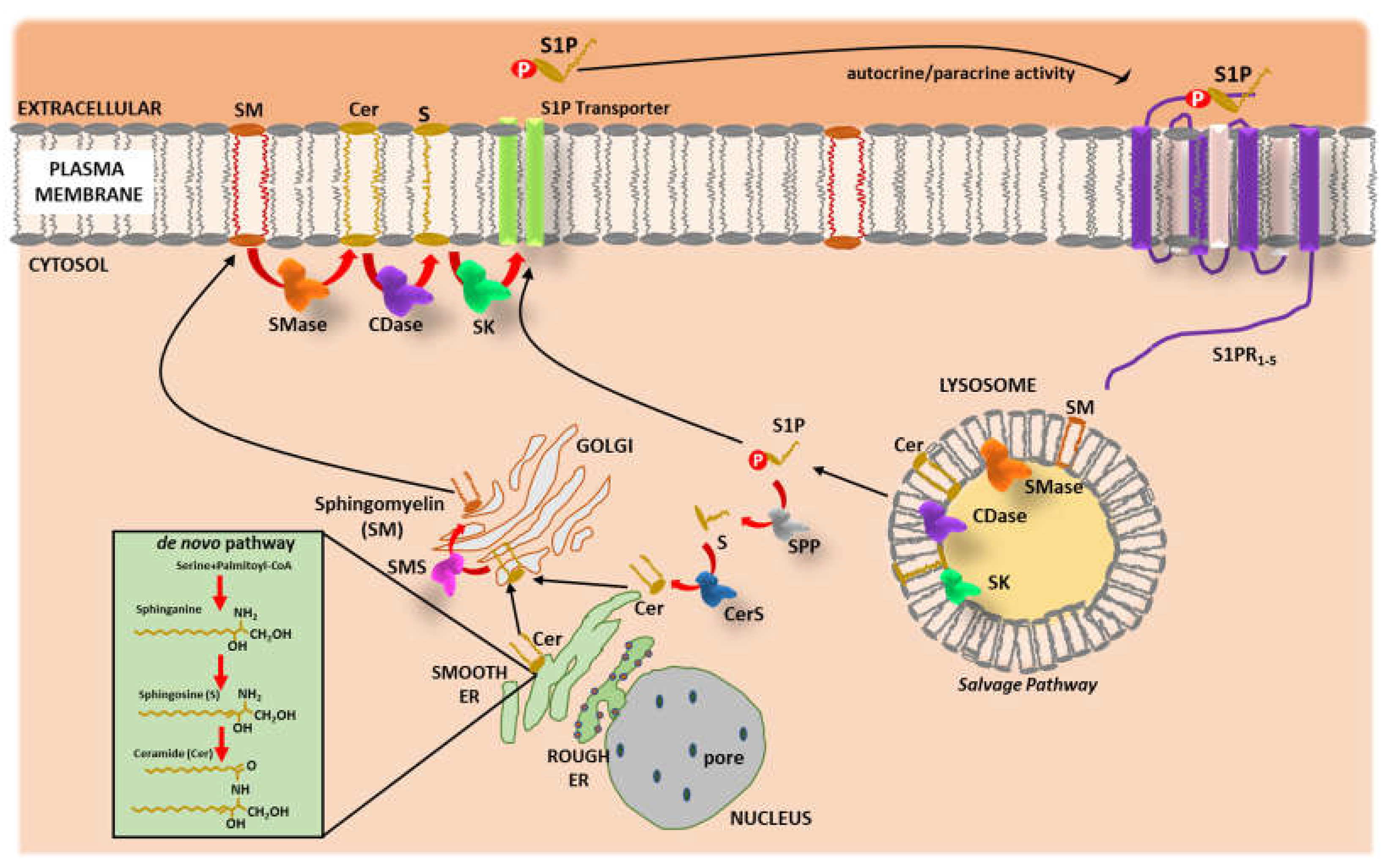Ijms 23 04009 g001 Ijms 23 04009 g001