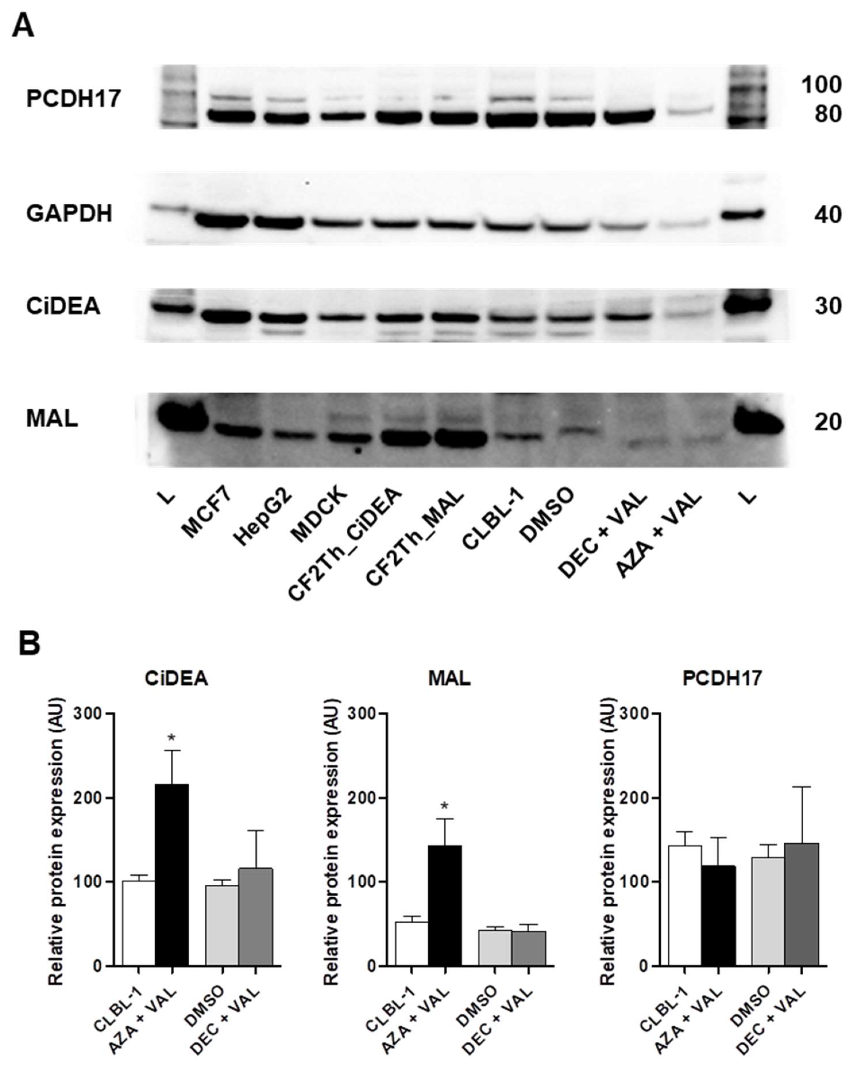 Ijms 23 04021 g007 Ijms 23 04021 g007