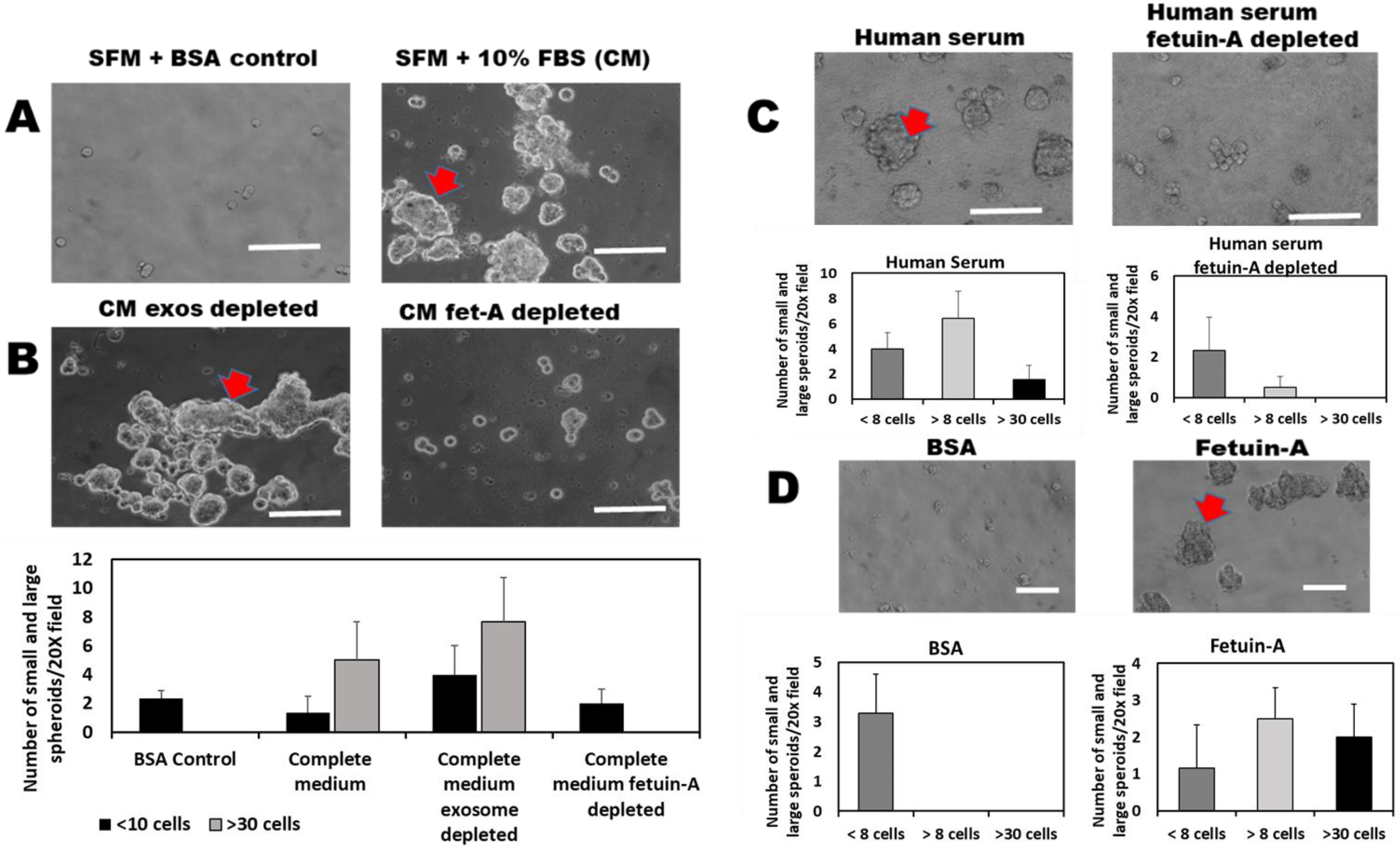 Ijms 23 04031 g001 Ijms 23 04031 g001