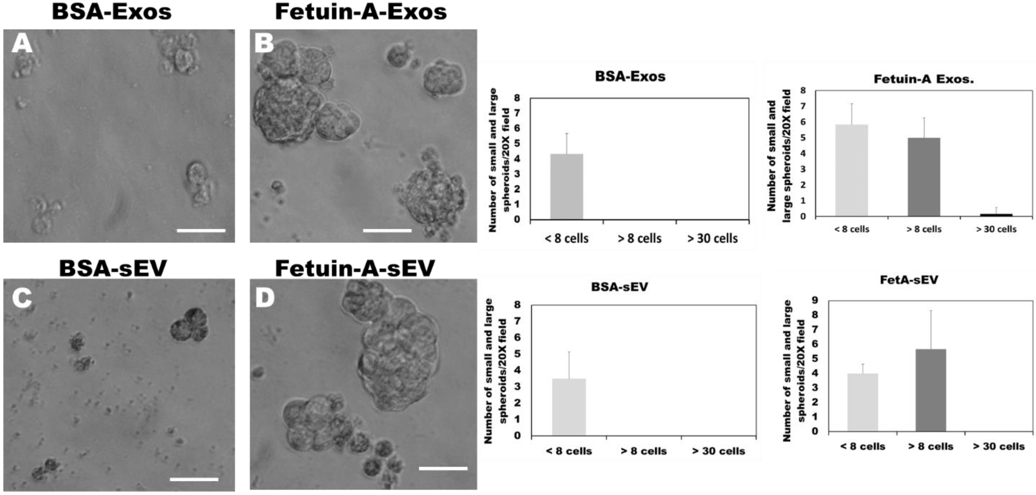 Ijms 23 04031 g002 Ijms 23 04031 g002