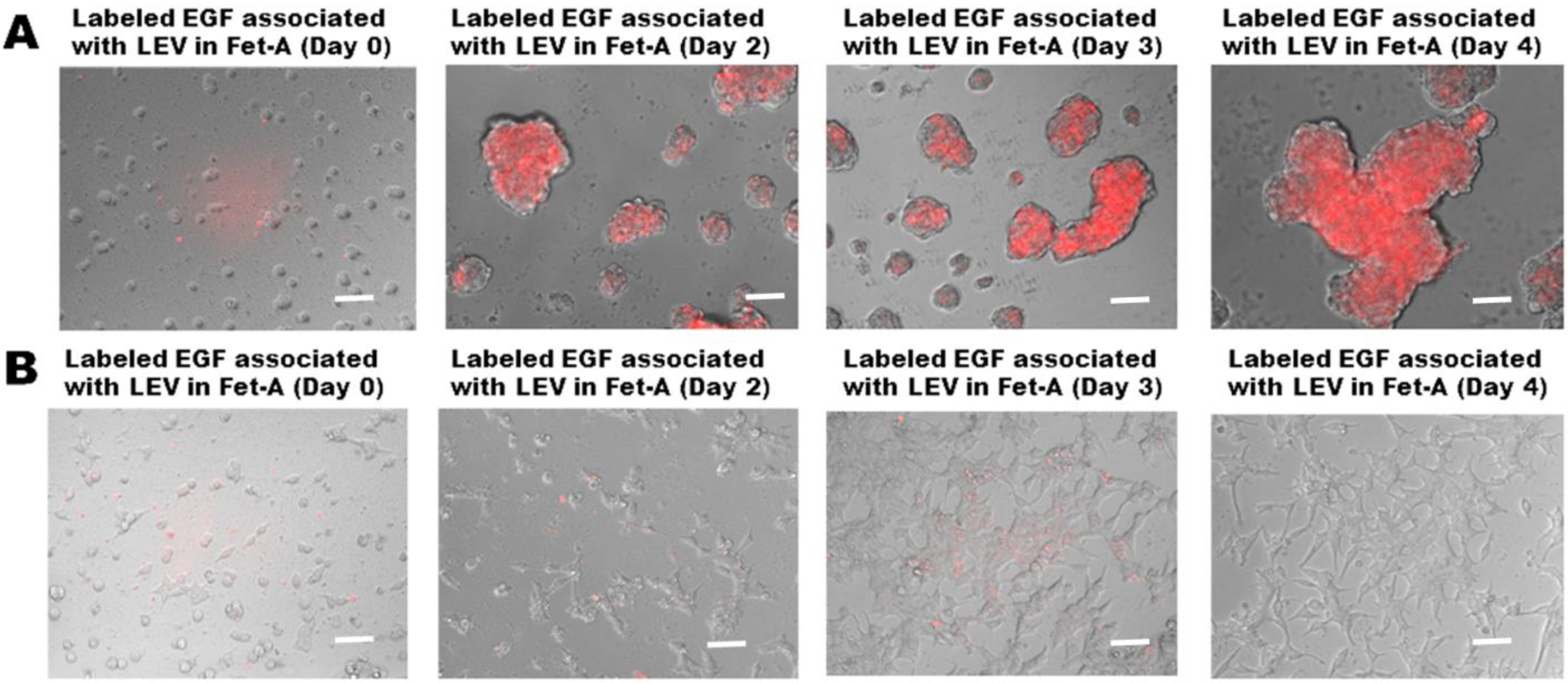 Ijms 23 04031 g004 Ijms 23 04031 g004