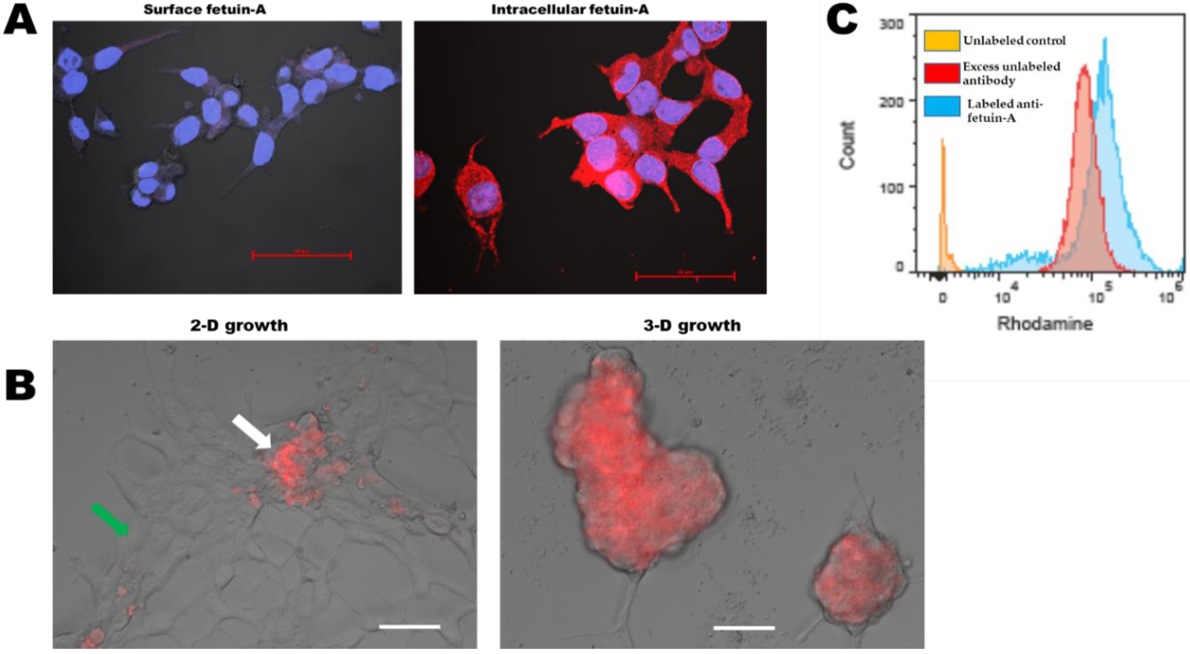 Ijms 23 04031 g005 Ijms 23 04031 g005