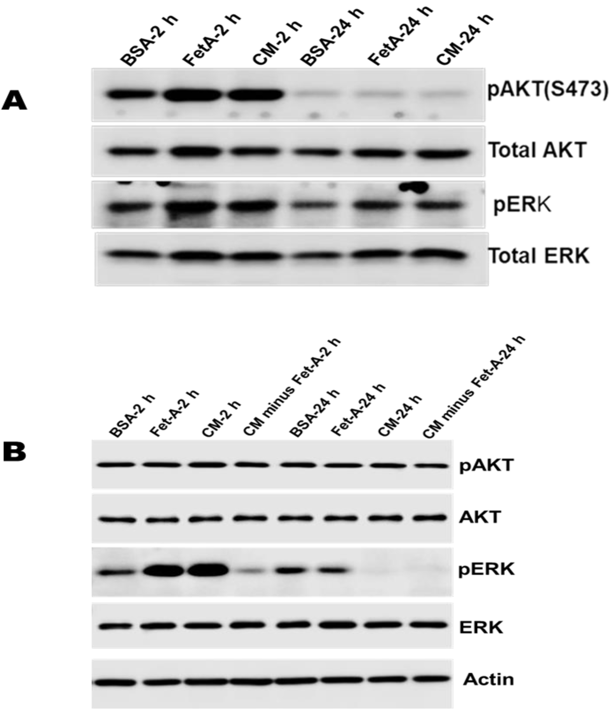 Ijms 23 04031 g006 Ijms 23 04031 g006