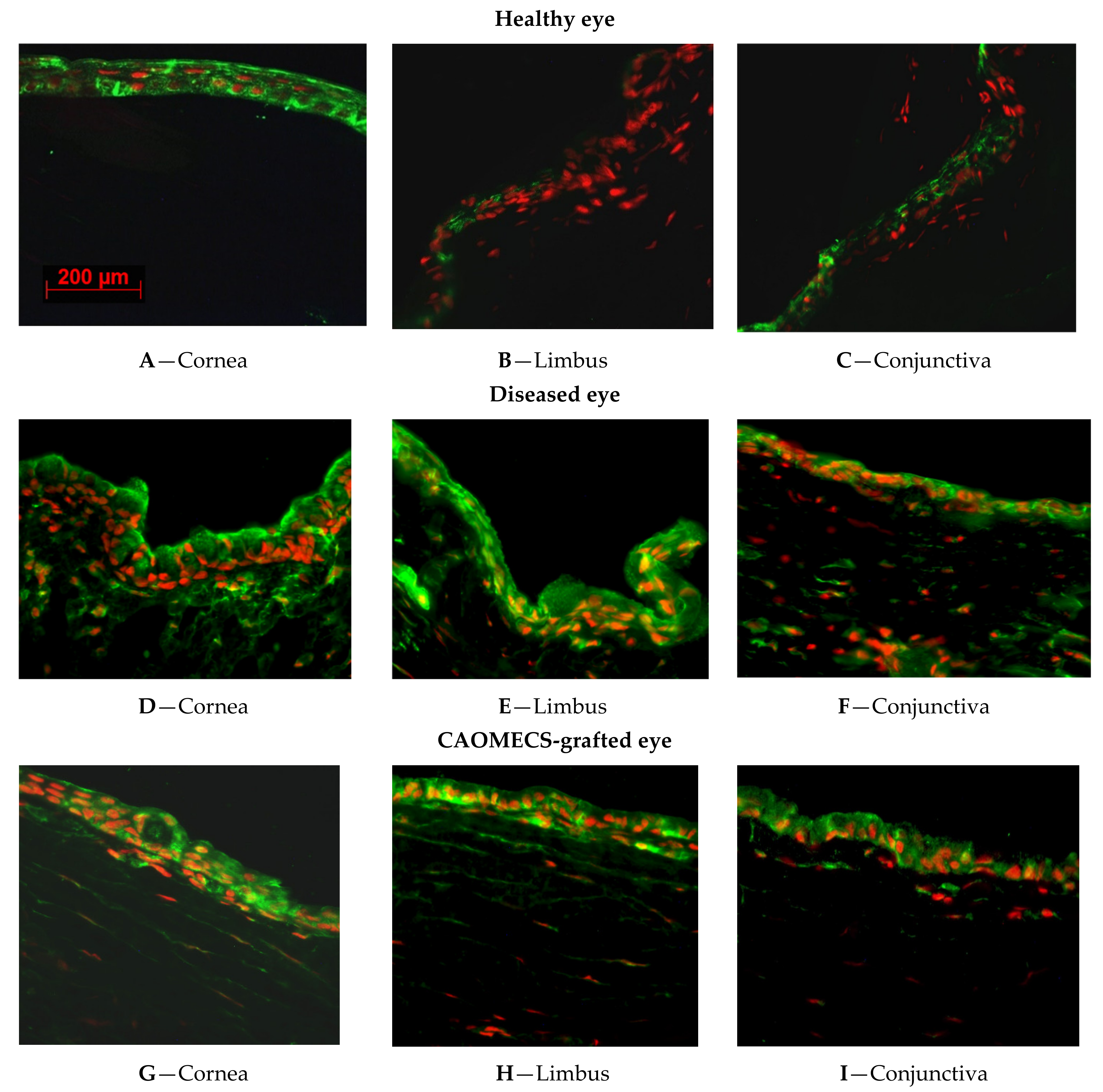 Ijms 23 04032 g001 Ijms 23 04032 g001