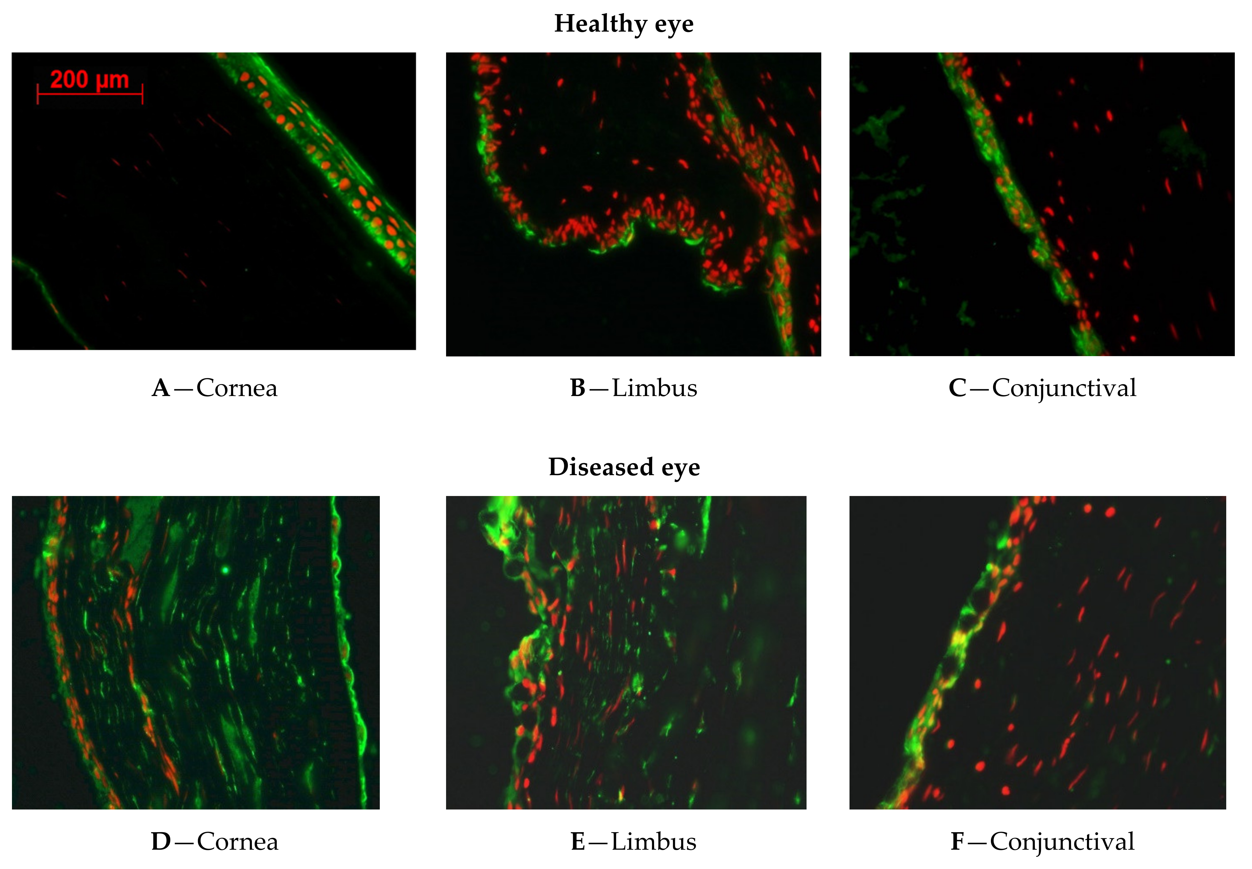 Ijms 23 04032 g002a Ijms 23 04032 g002a