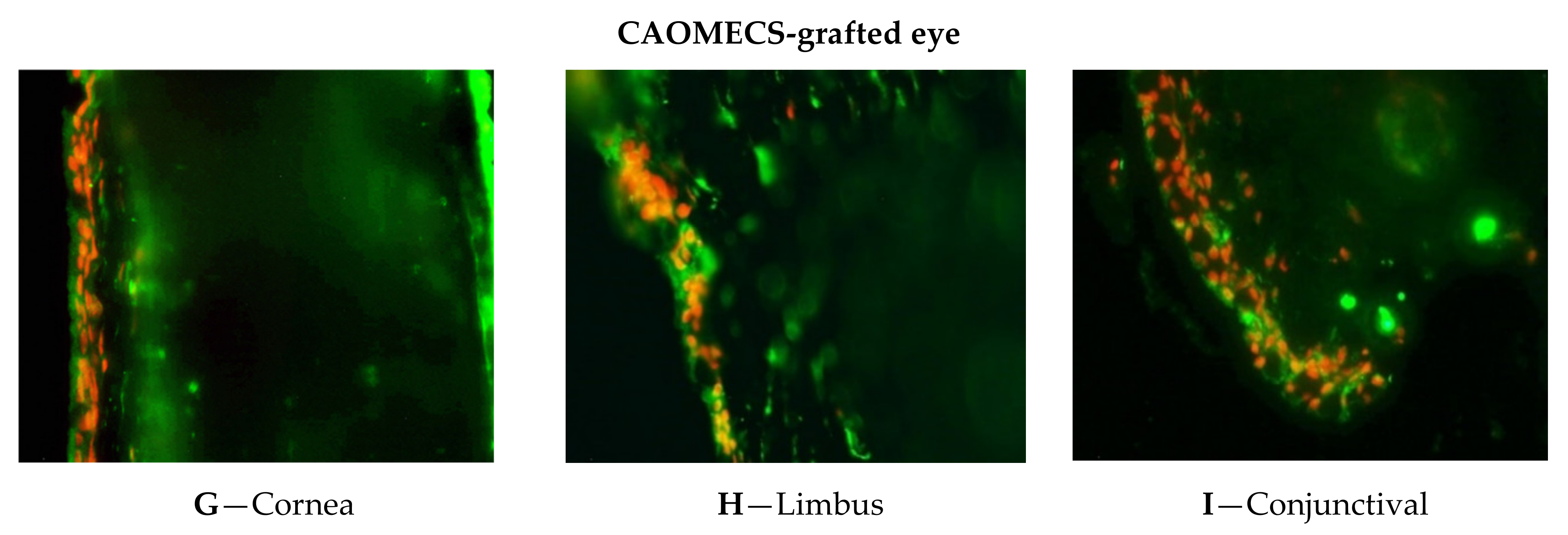 Ijms 23 04032 g002b Ijms 23 04032 g002b