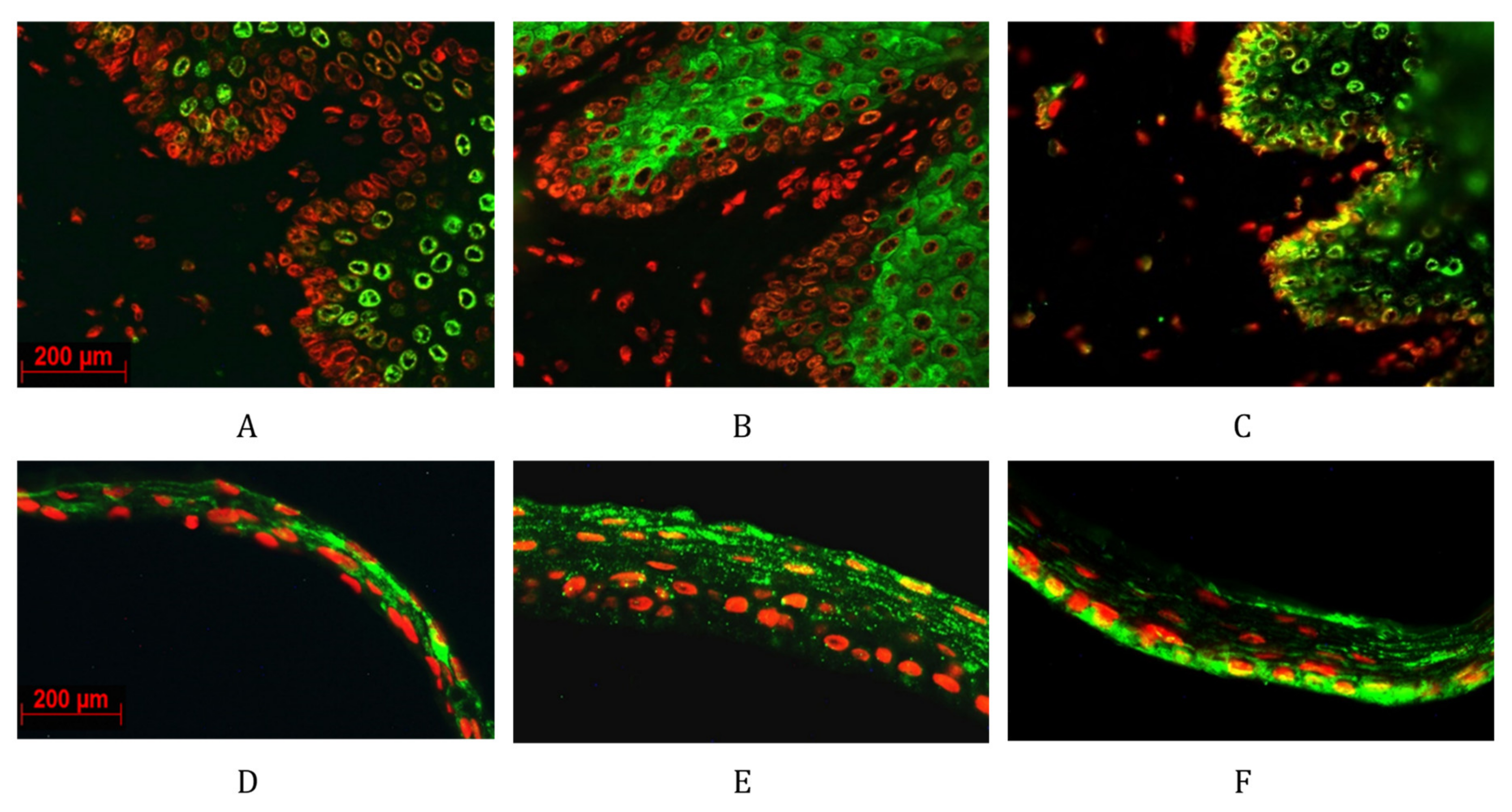 Ijms 23 04032 g006 Ijms 23 04032 g006