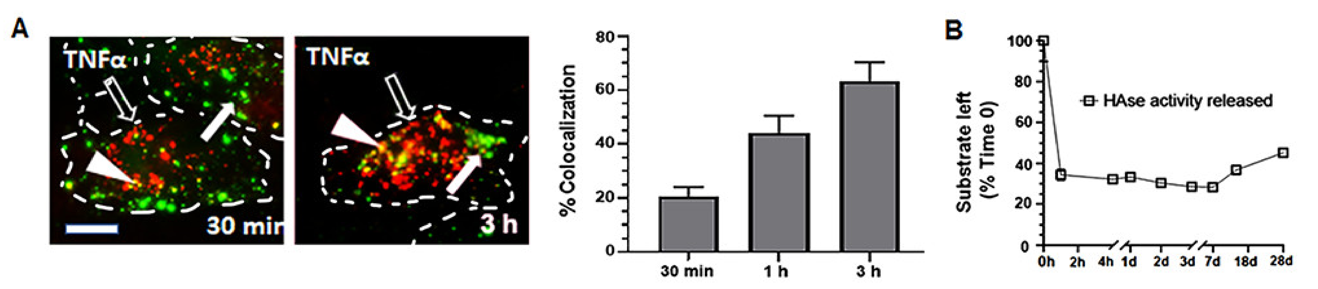 Ijms 23 04034 g004 Ijms 23 04034 g004