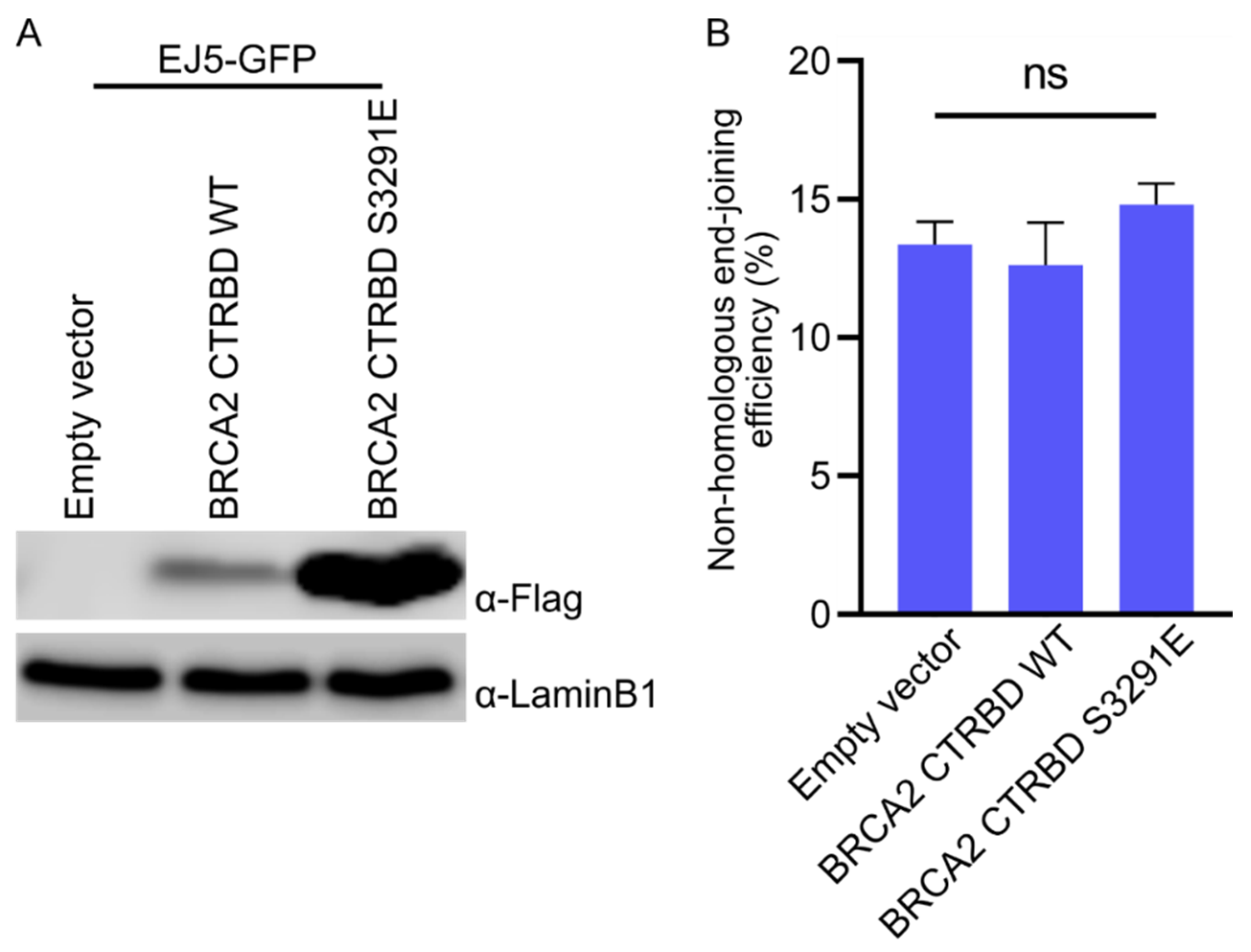 Ijms 23 04060 g005 Ijms 23 04060 g005