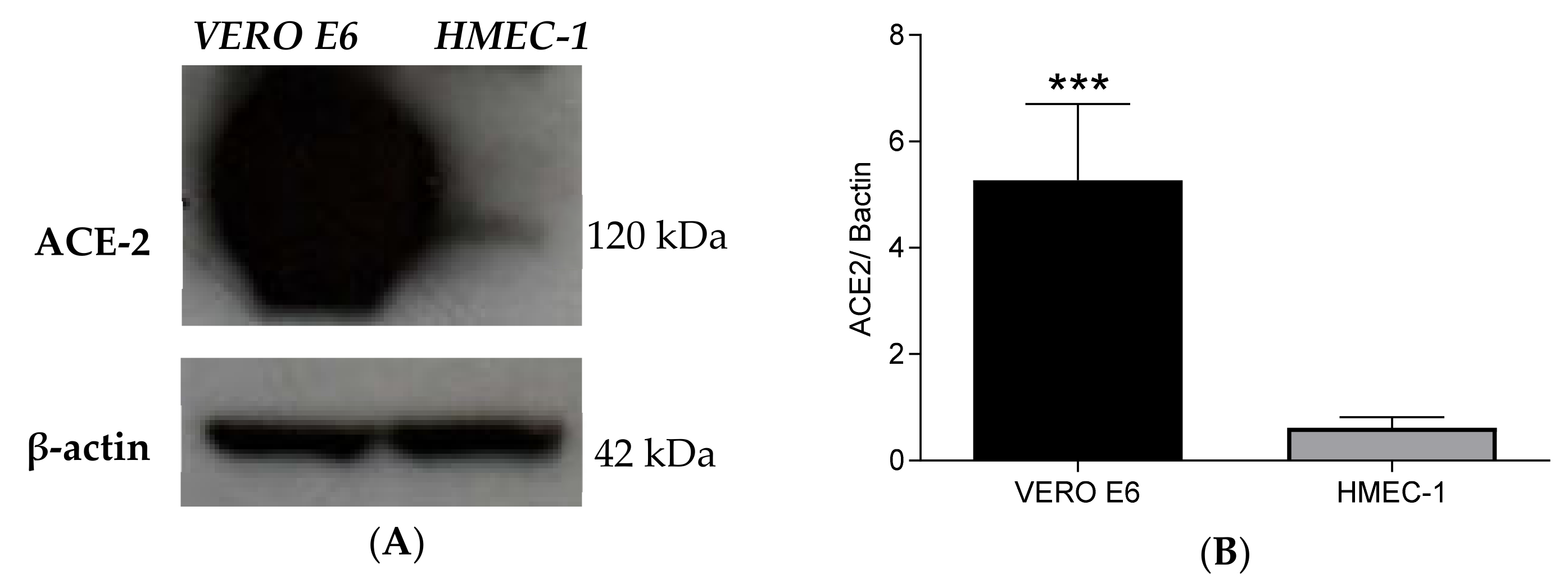 Ijms 23 04063 g001 Ijms 23 04063 g001