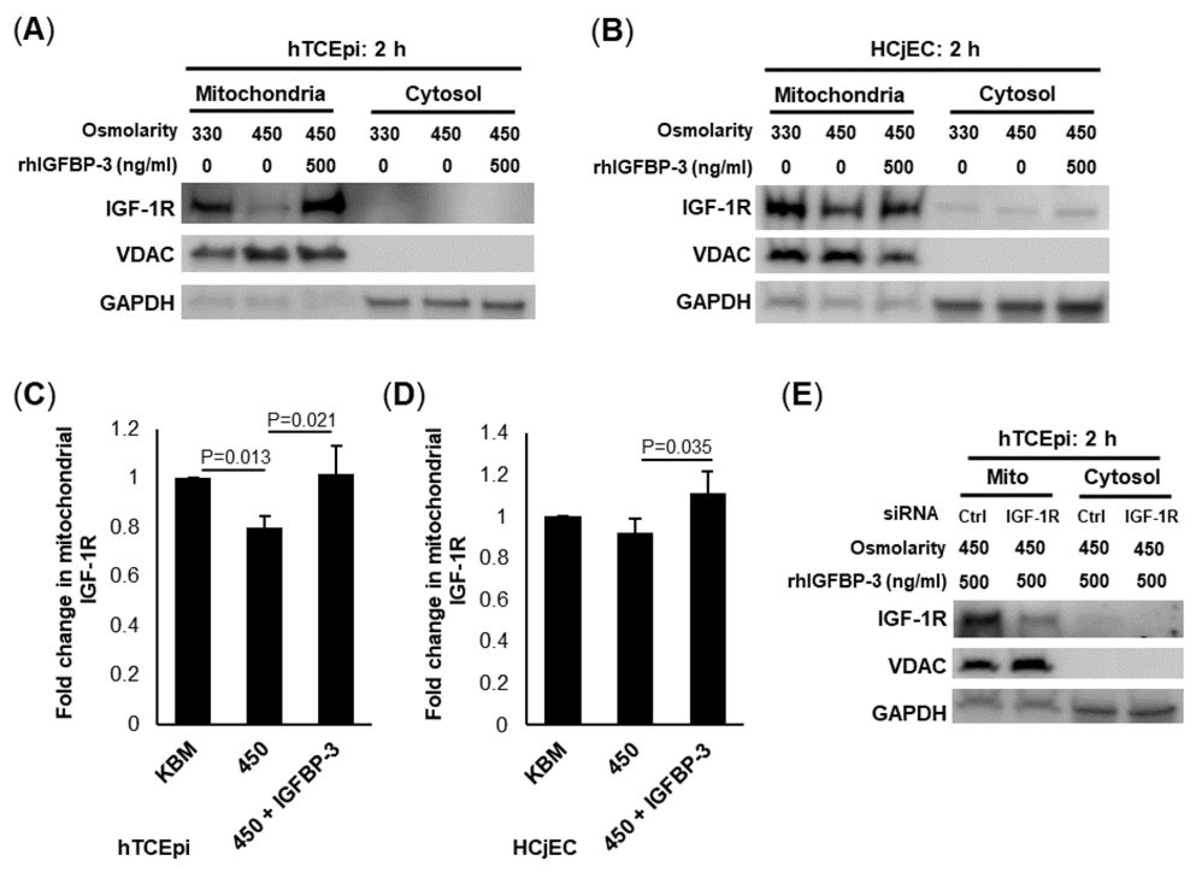 Ijms 23 04066 g003 Ijms 23 04066 g003