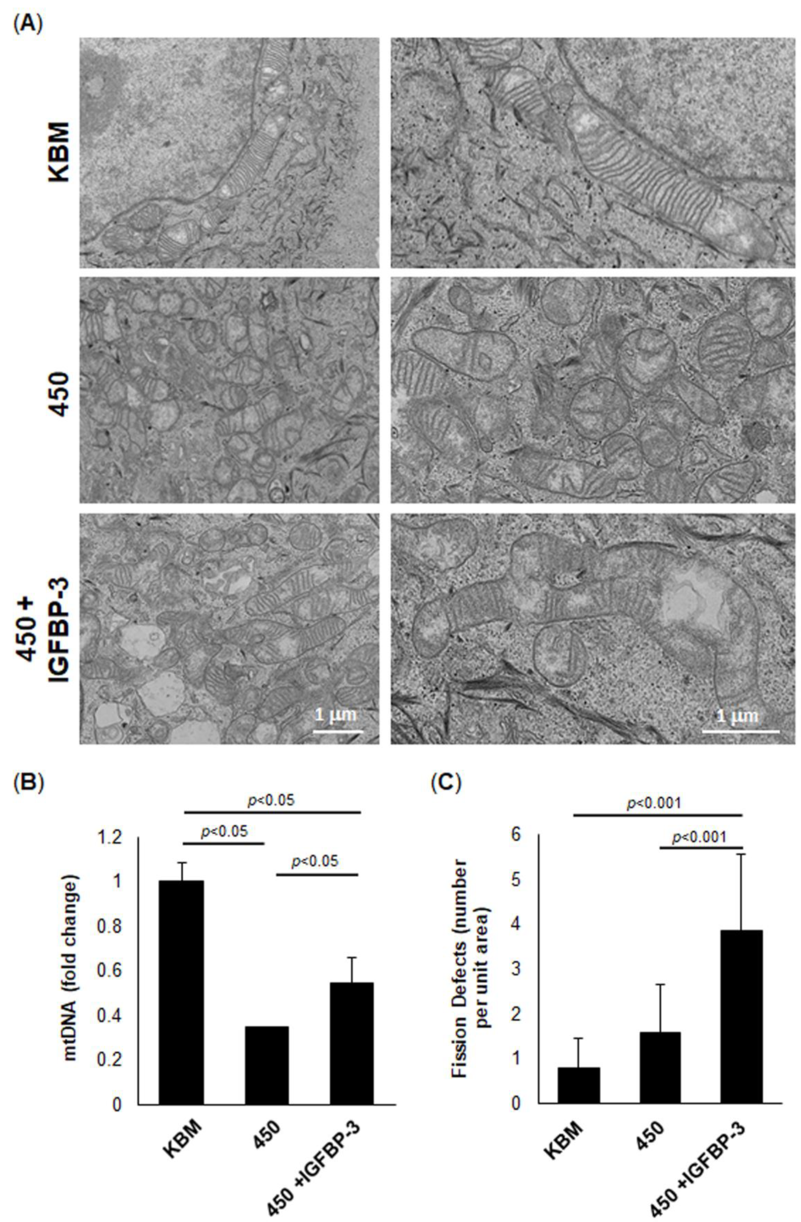 Ijms 23 04066 g005 Ijms 23 04066 g005