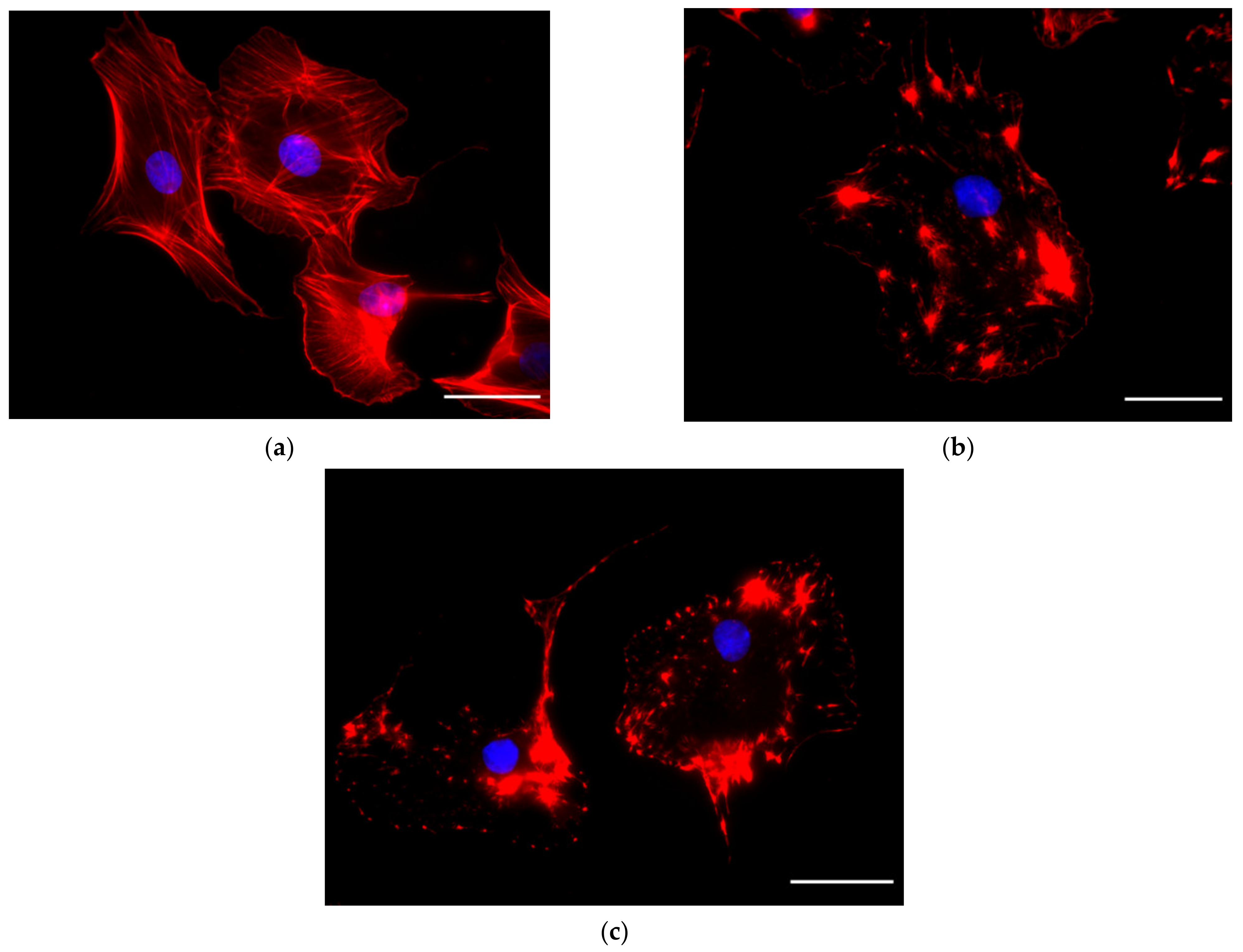 Ijms 23 04108 g005 Ijms 23 04108 g005