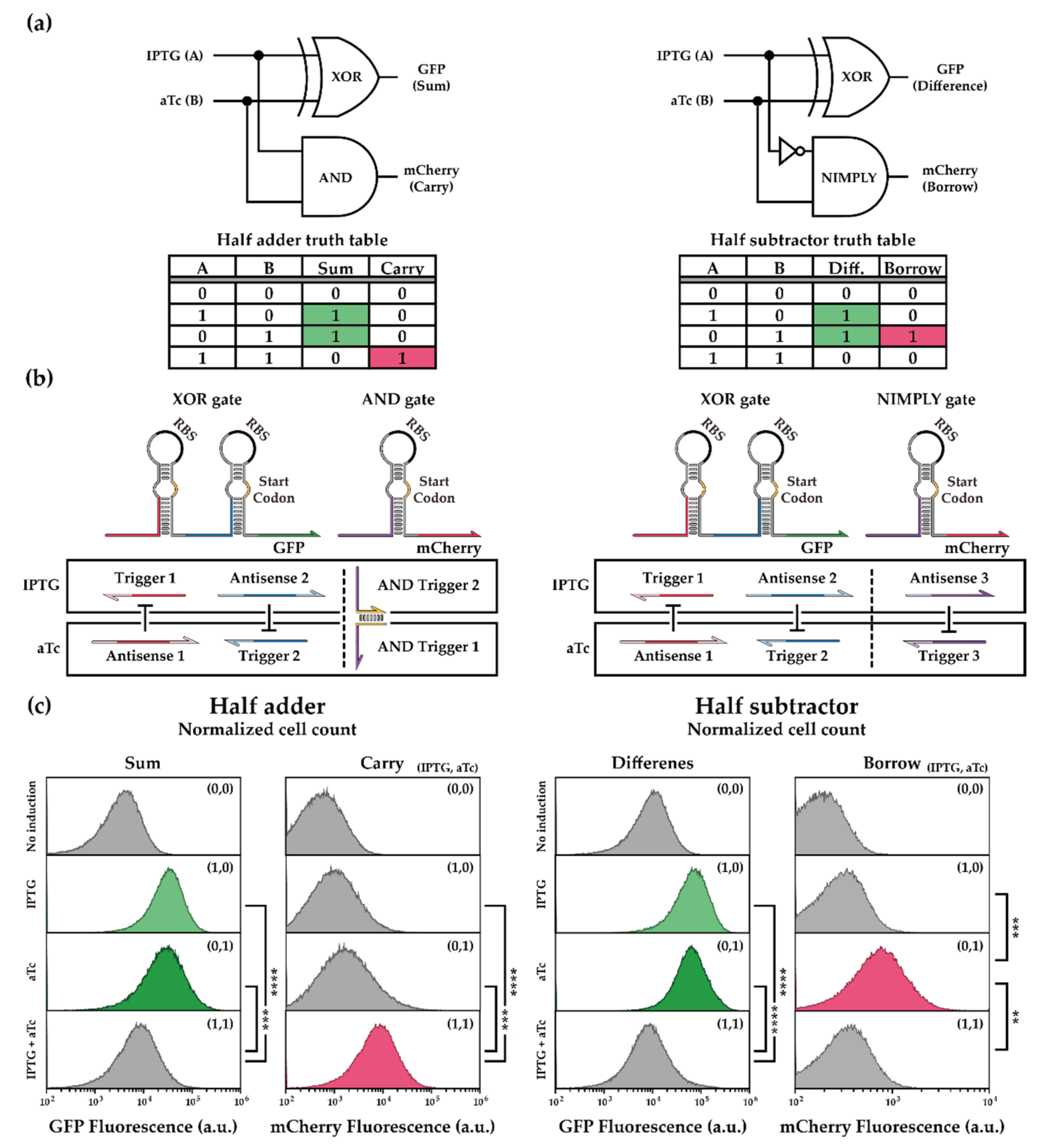Ijms 23 04265 g004 Ijms 23 04265 g004