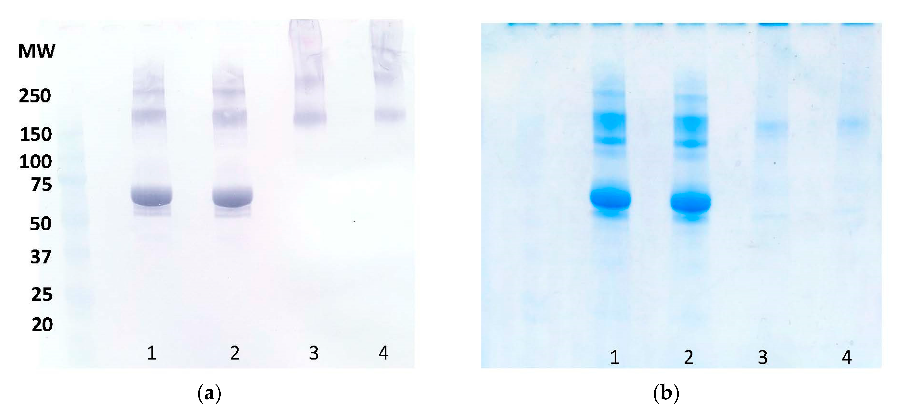 Ijms 23 04424 g006 Ijms 23 04424 g006