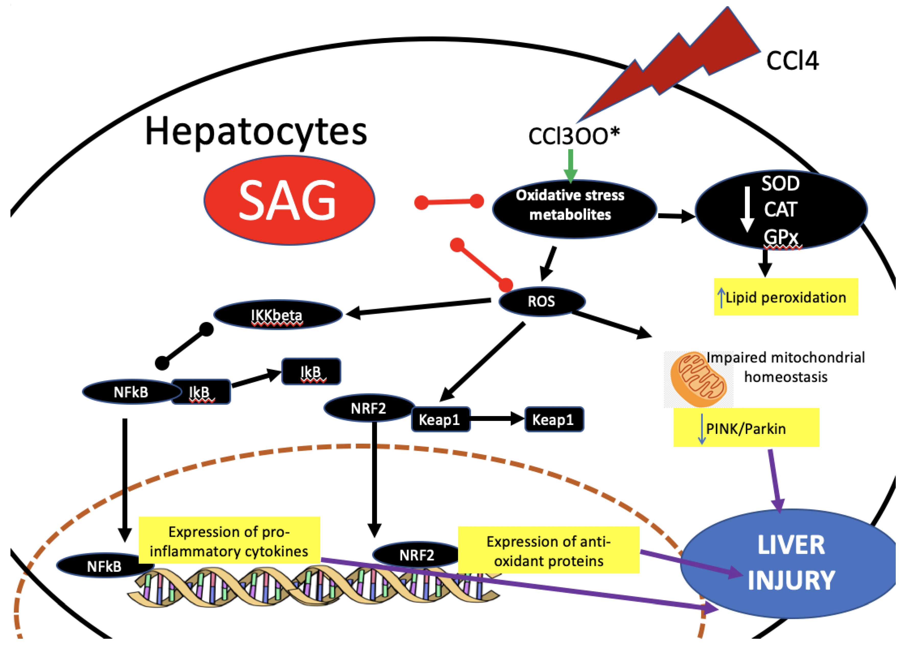 Ijms 23 04429 g009 Ijms 23 04429 g009