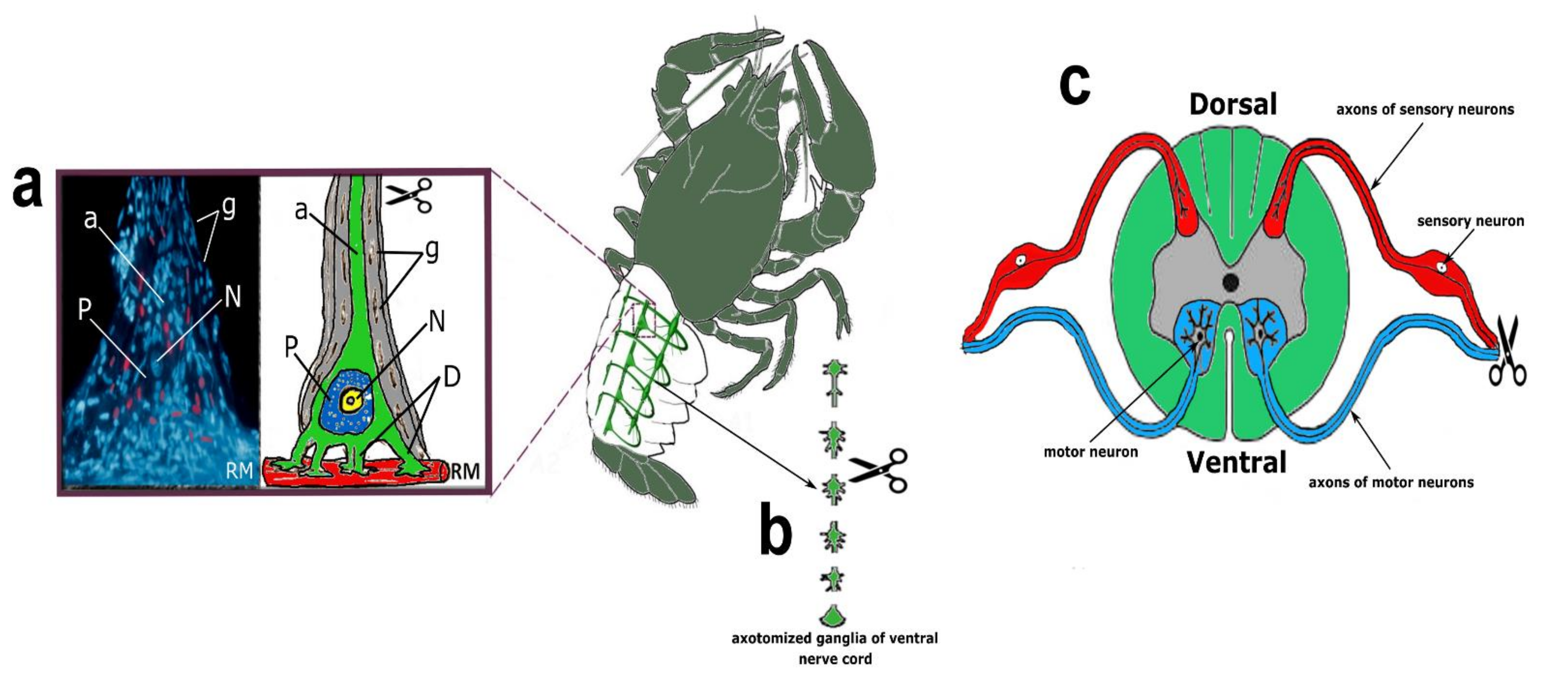 Ijms 23 04451 g009 Ijms 23 04451 g009