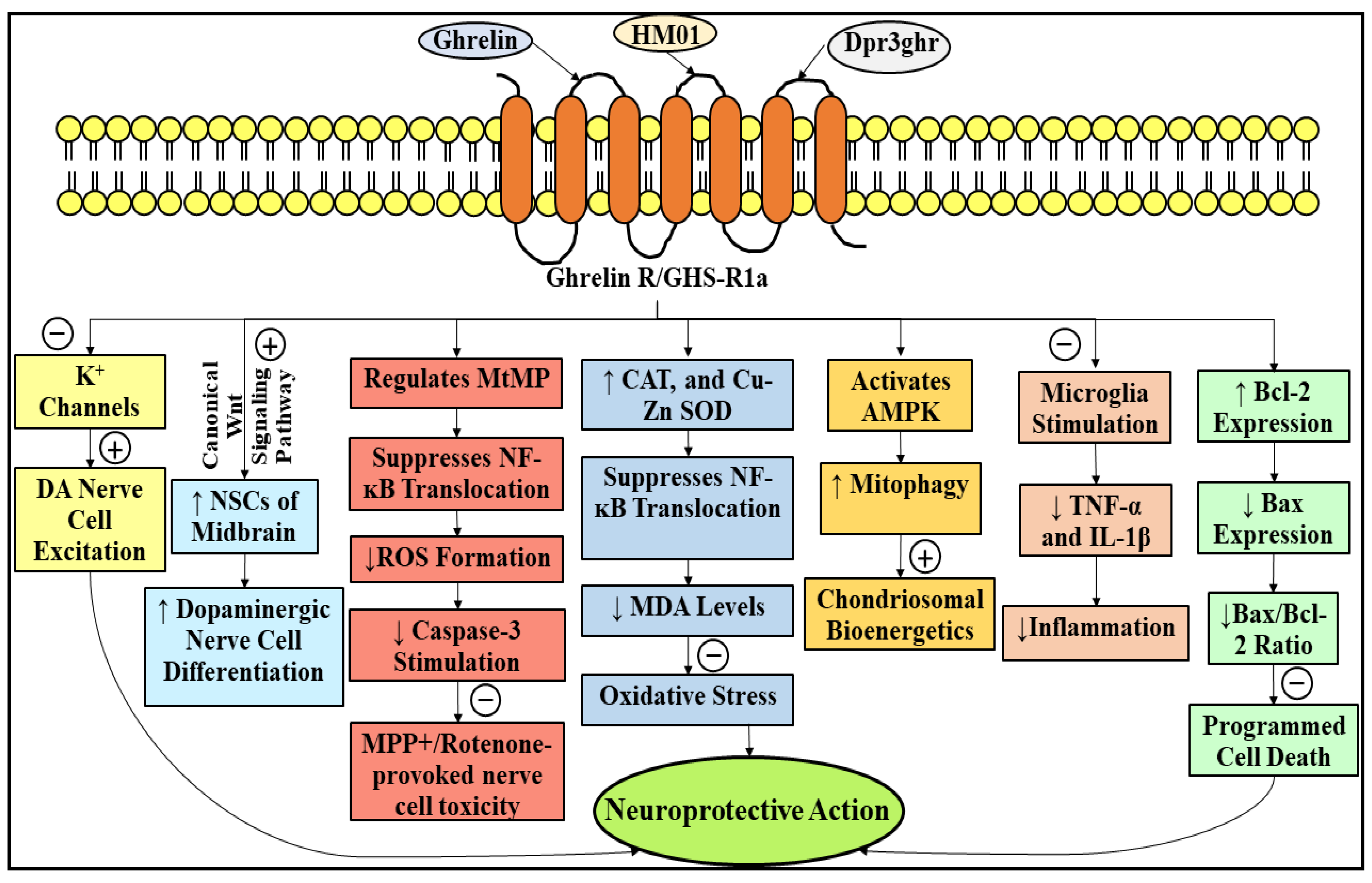 Ijms 23 04565 g005 Ijms 23 04565 g005