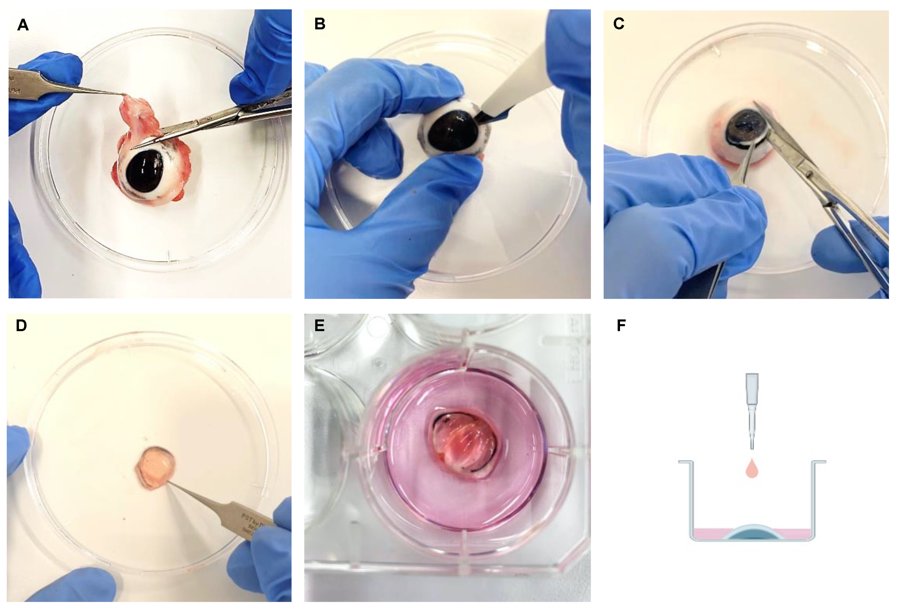 Ijms 23 04567 g008 Ijms 23 04567 g008