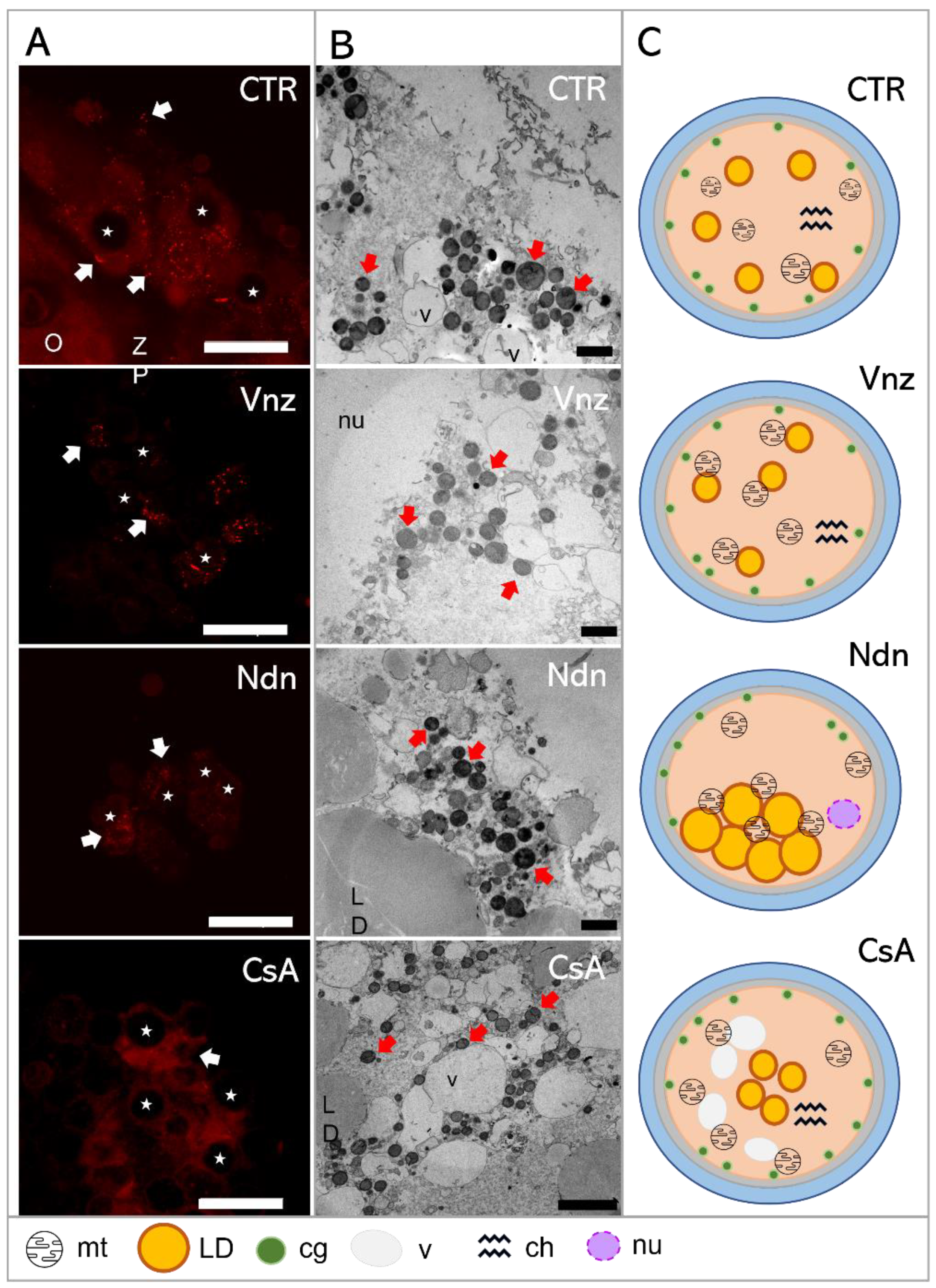 Ijms 23 04572 g006 Ijms 23 04572 g006