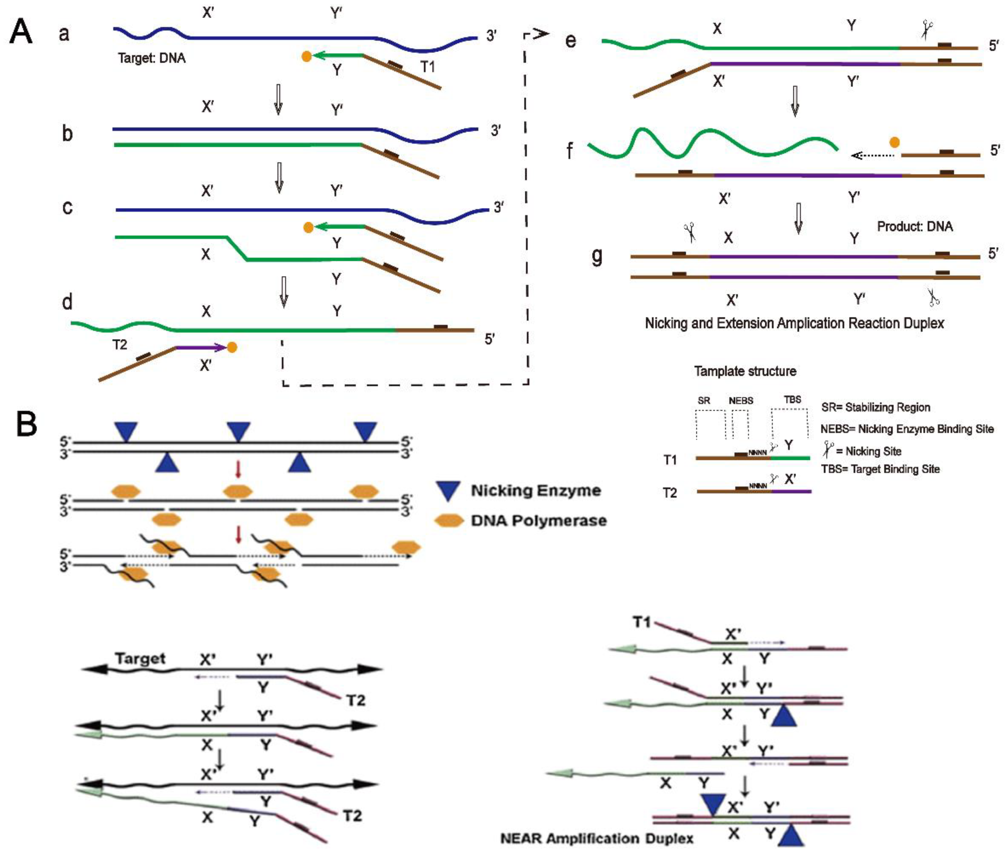 Ijms 23 04620 g005 Ijms 23 04620 g005