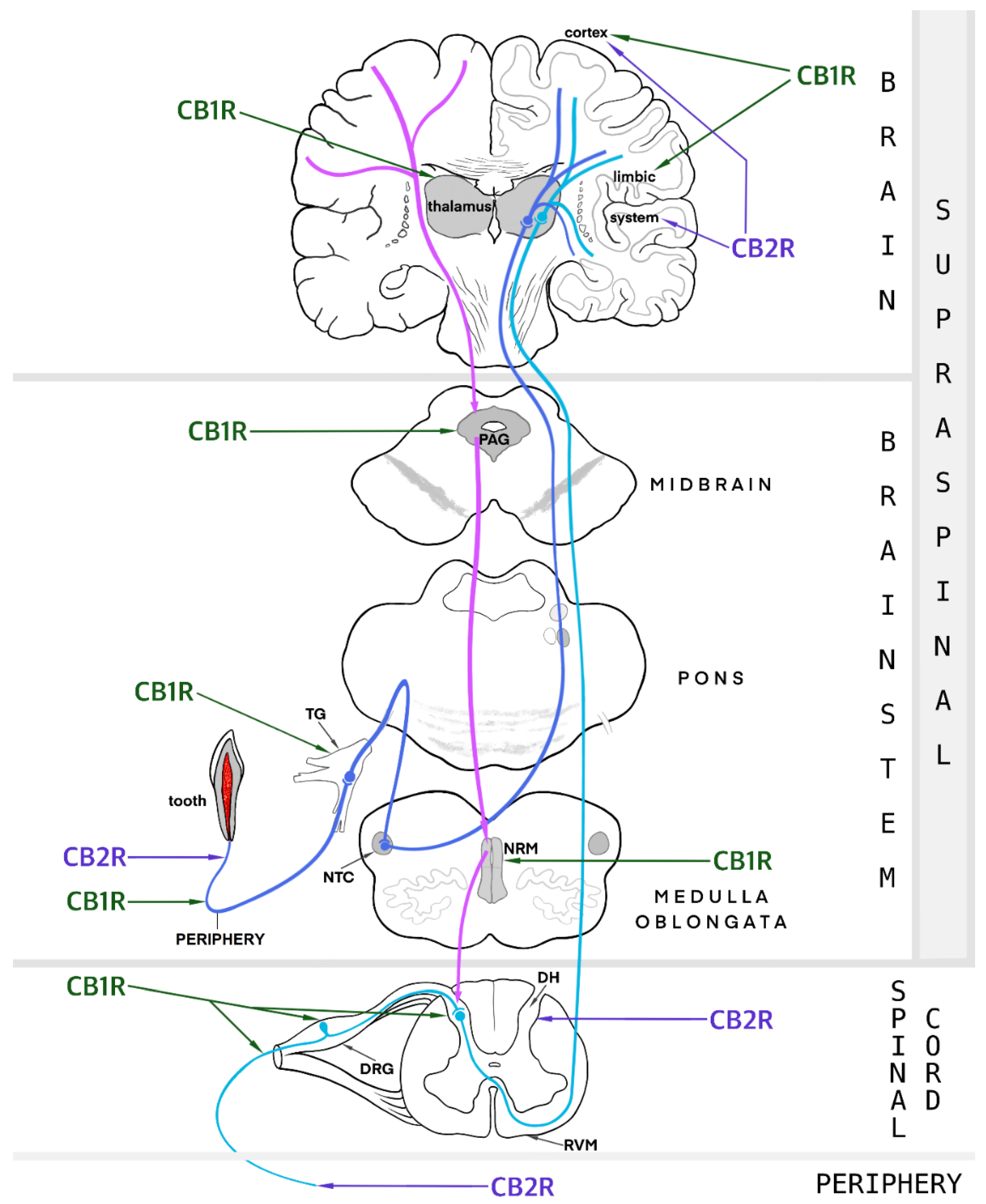 Ijms 23 04665 sch001