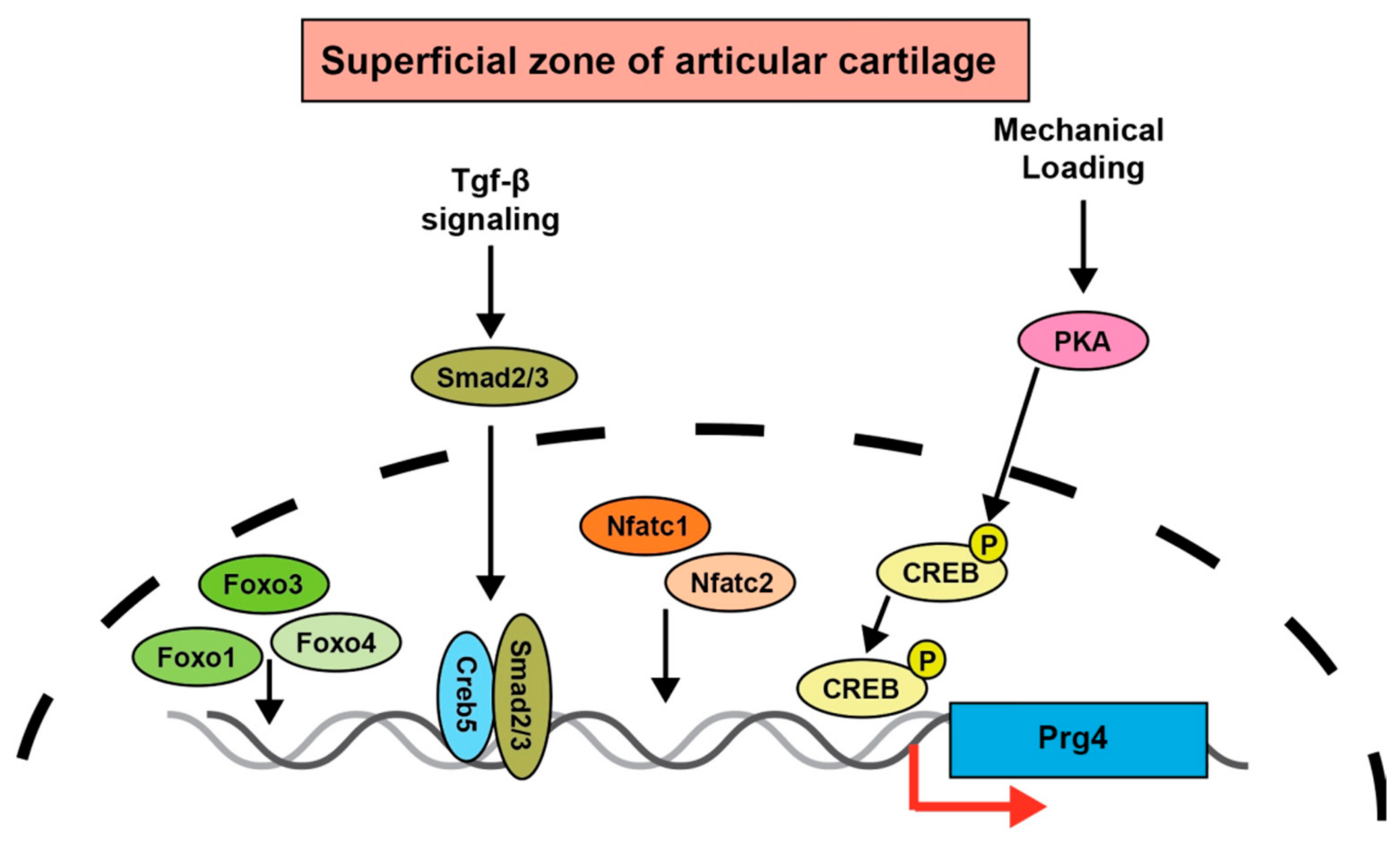 Ijms 23 04672 g003 Ijms 23 04672 g003