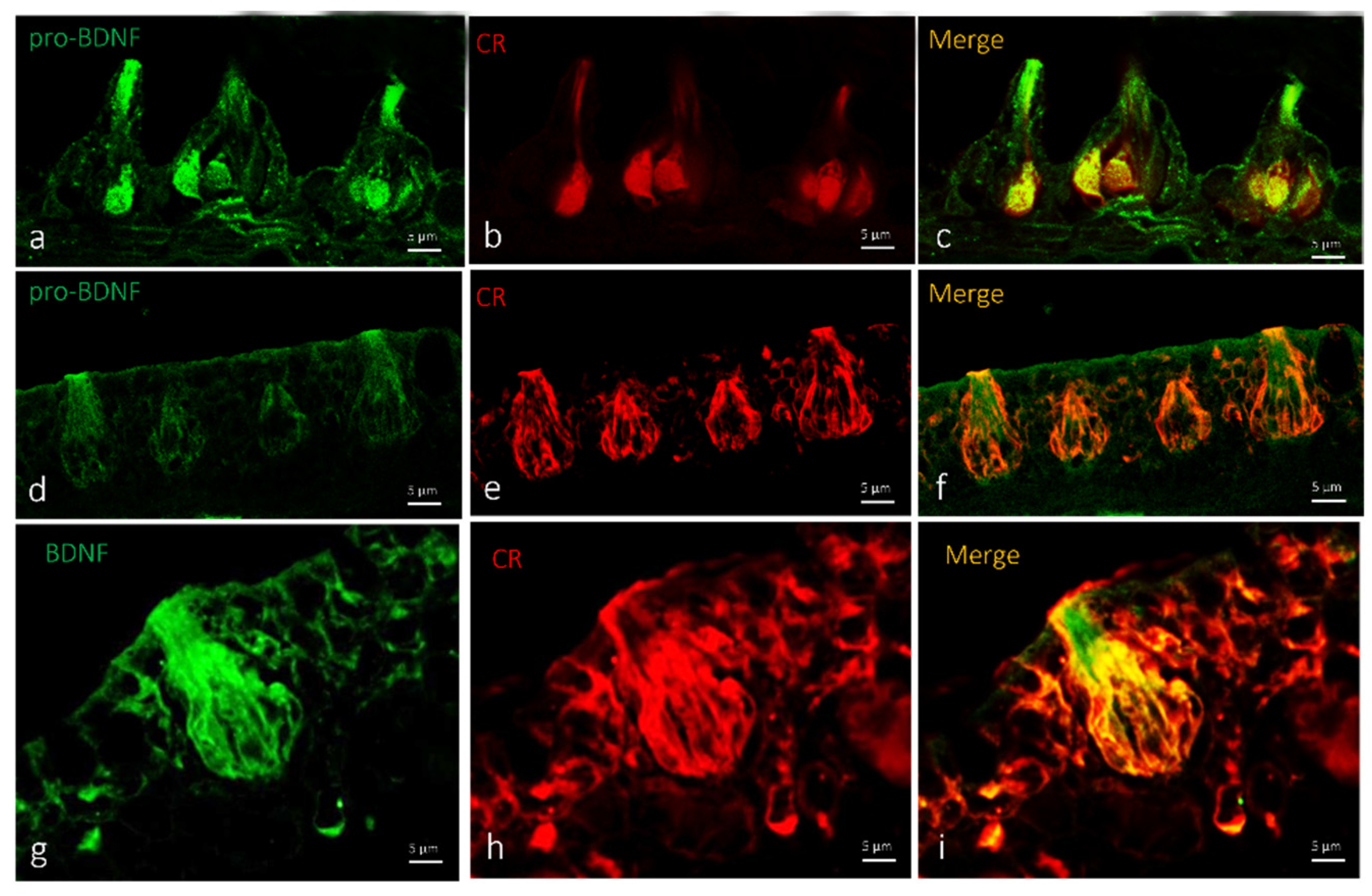 Ijms 23 04696 g006 Ijms 23 04696 g006