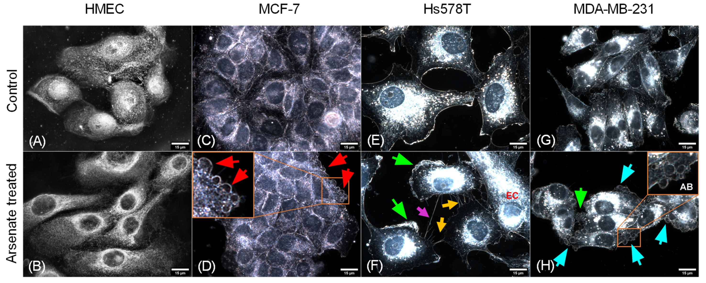 Ijms 23 04784 g002 Ijms 23 04784 g002