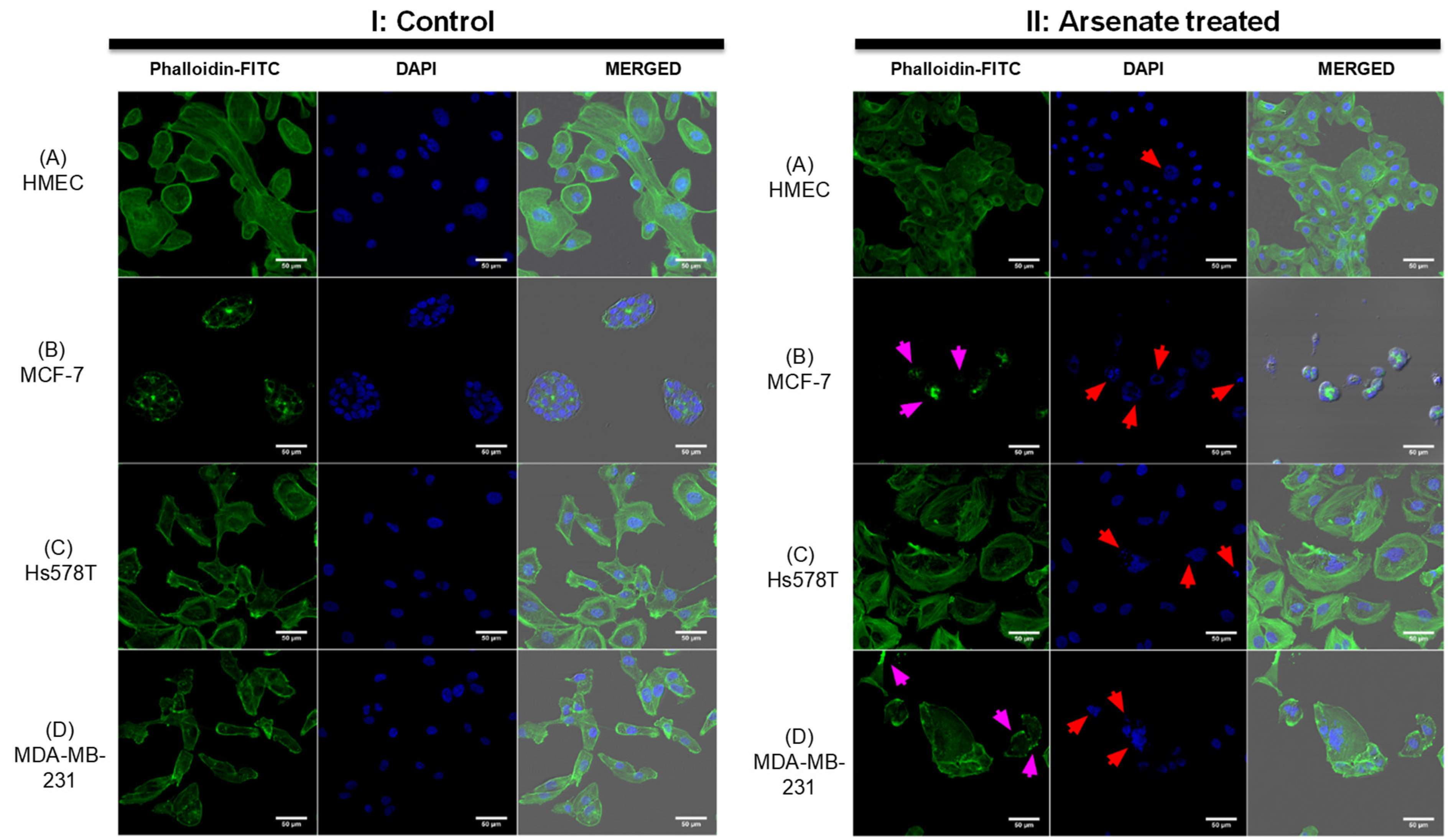Ijms 23 04784 g003 Ijms 23 04784 g003