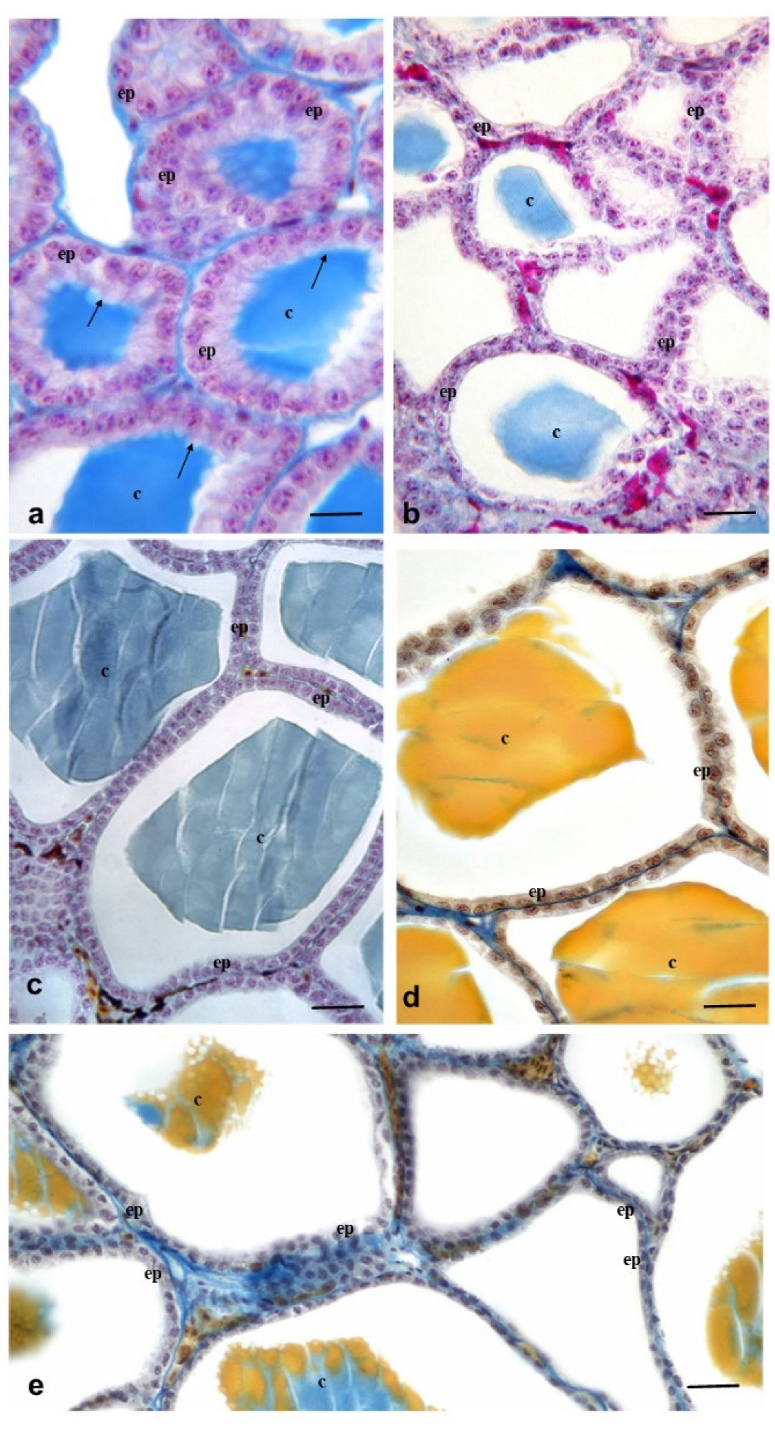 Ijms 23 04790 g004 Ijms 23 04790 g004