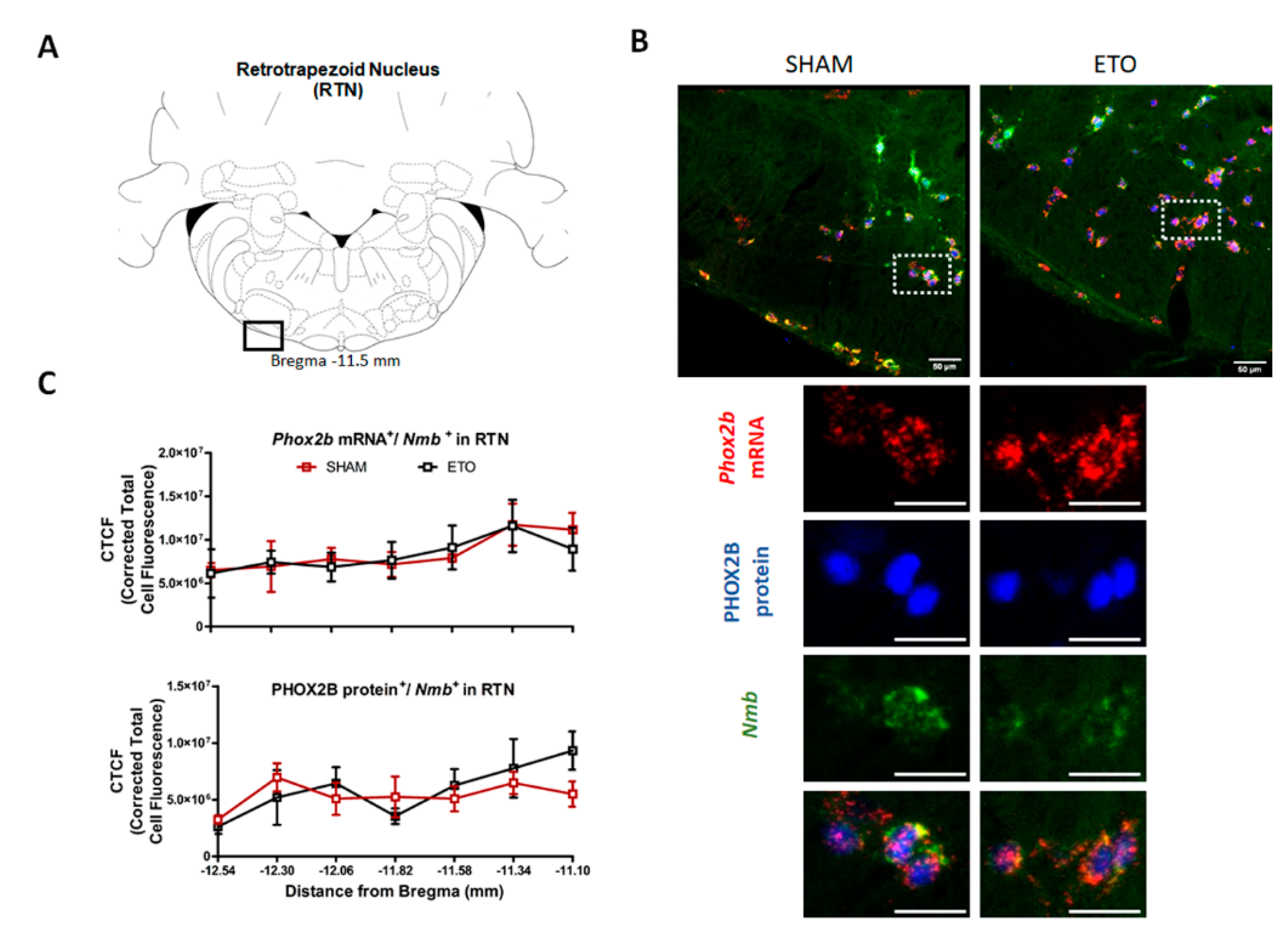 Ijms 23 04816 g003 Ijms 23 04816 g003