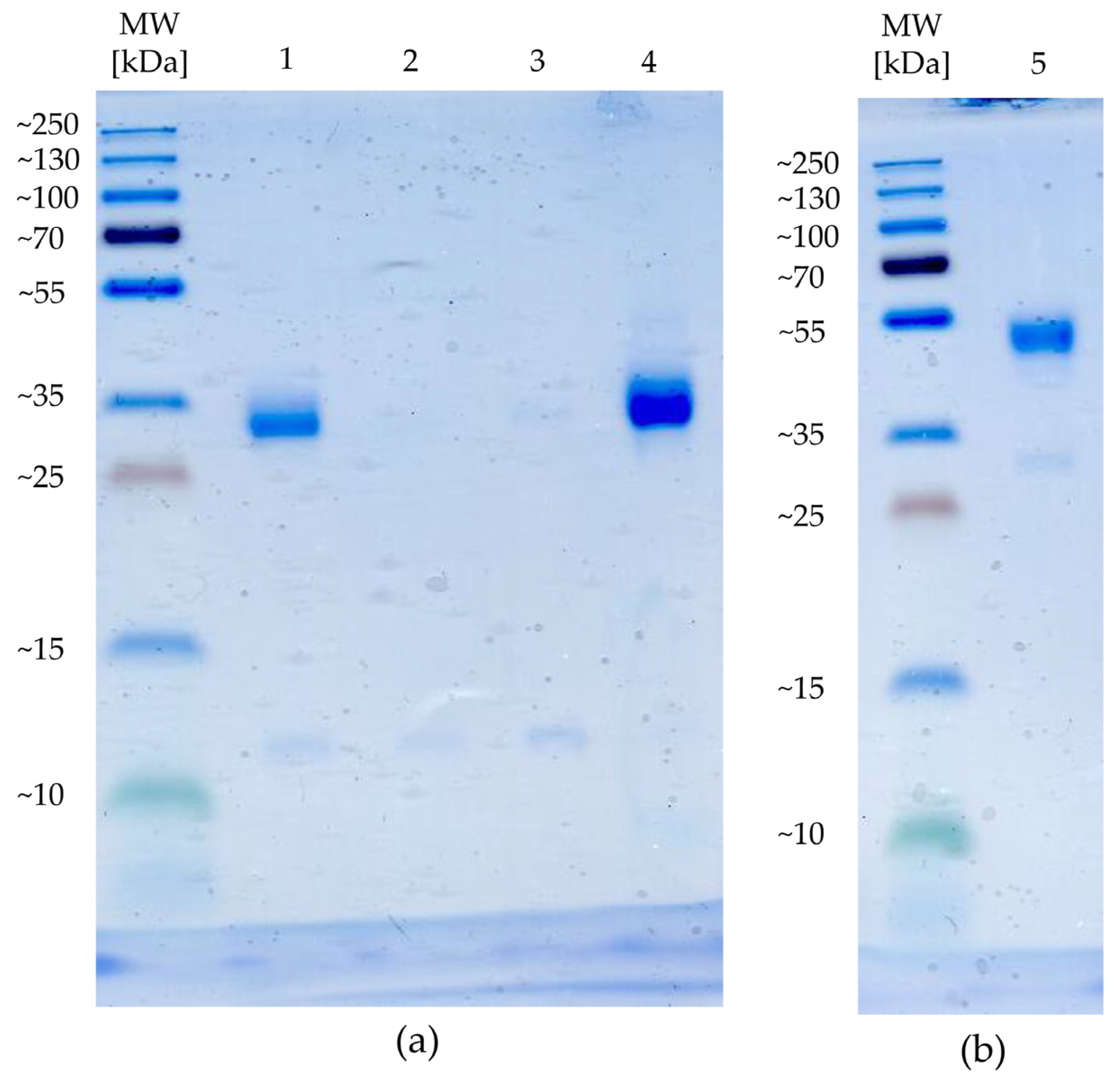 Ijms 23 04890 g0a2