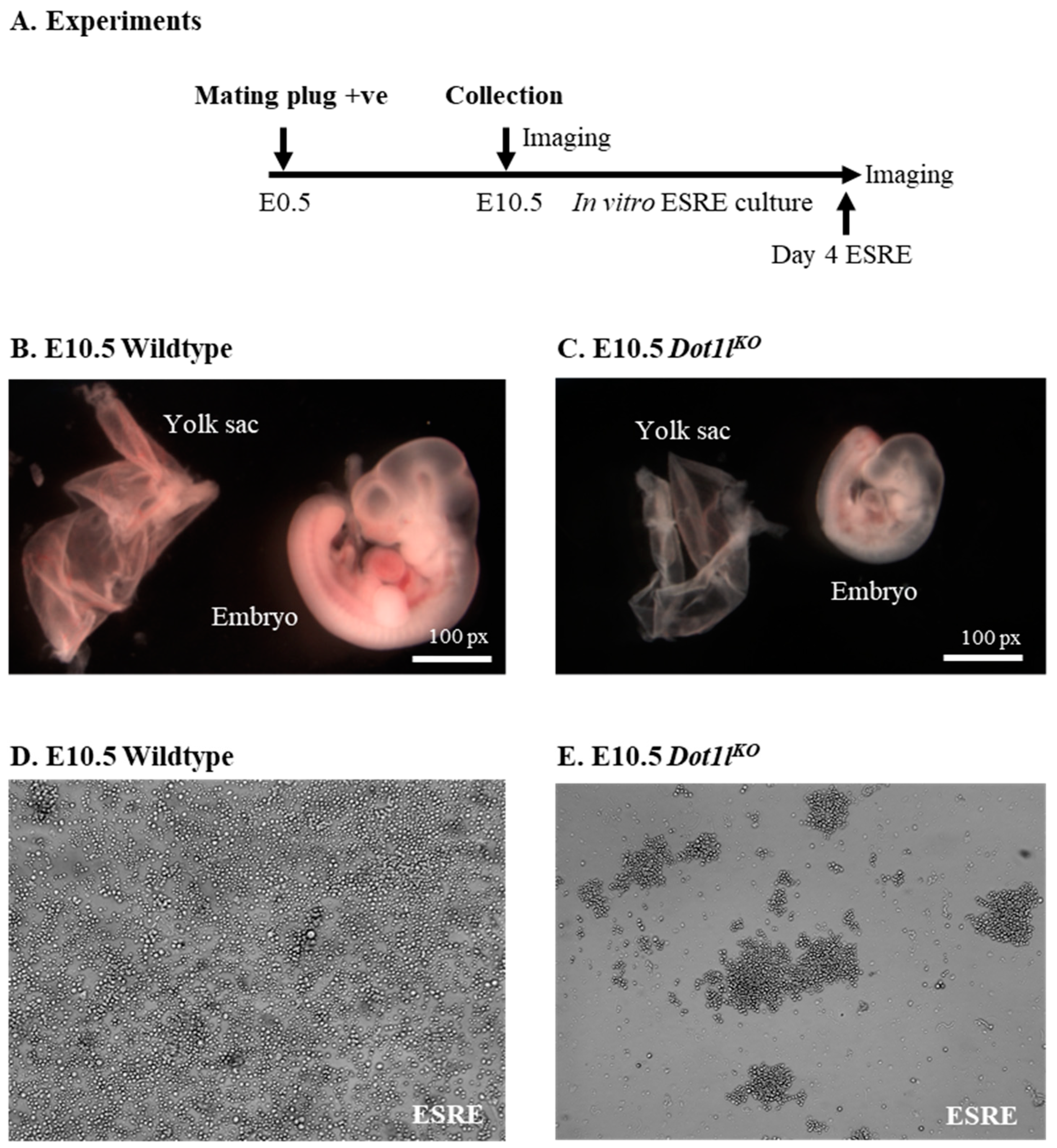Ijms 23 05137 g001